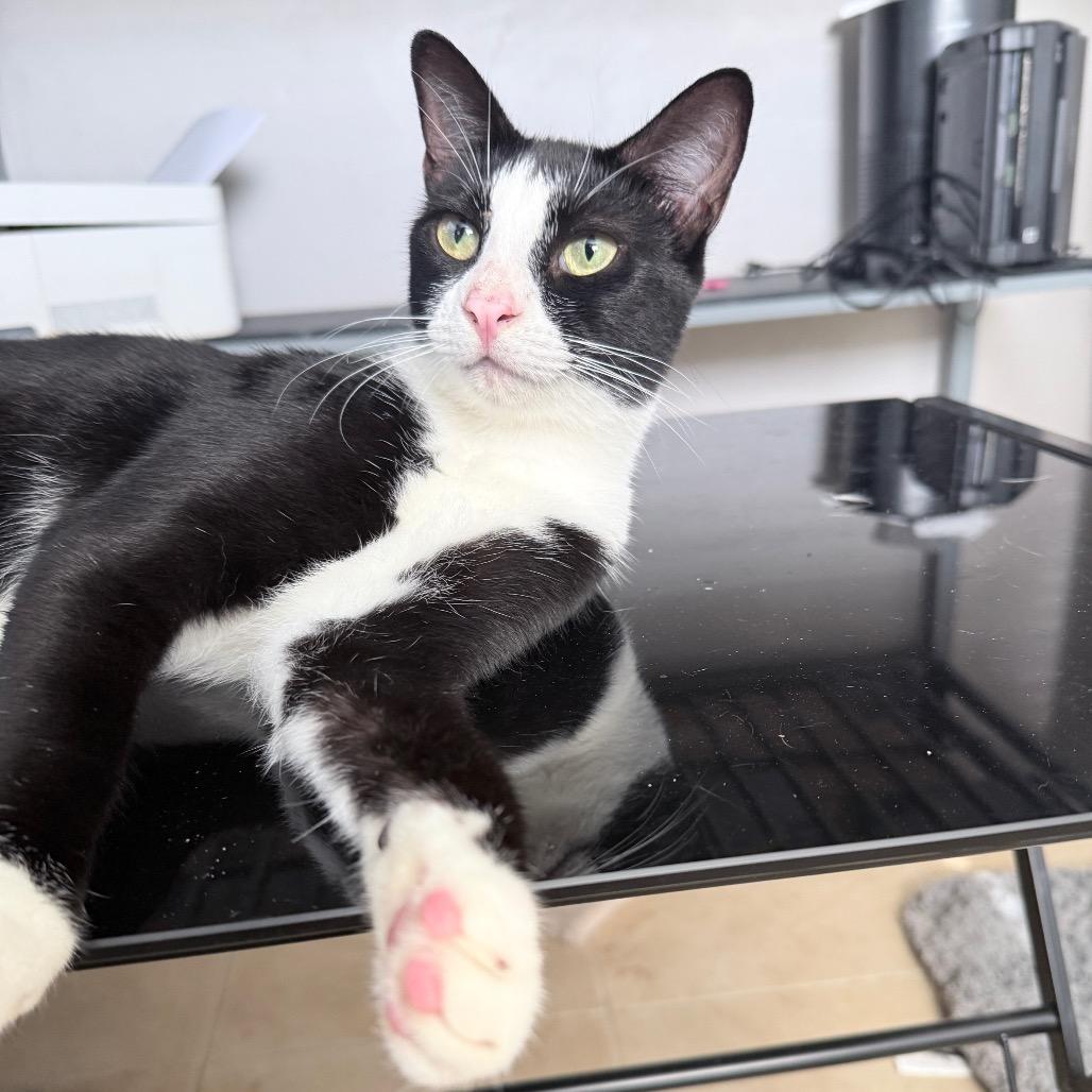 Souflee, Adoptable, Adult Female Domestic Short Hair.