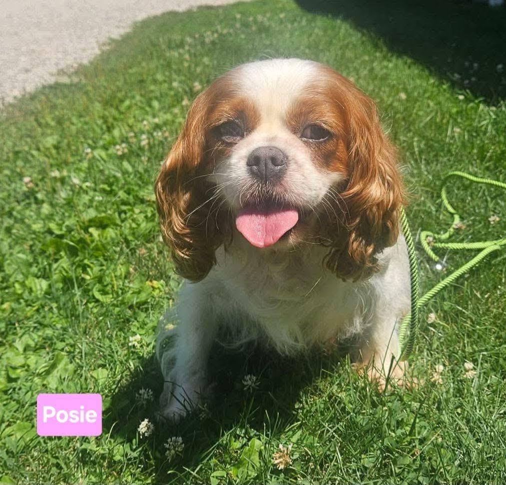 Posie, adopted, Adult Female Cavalier King Charles Spaniel.
