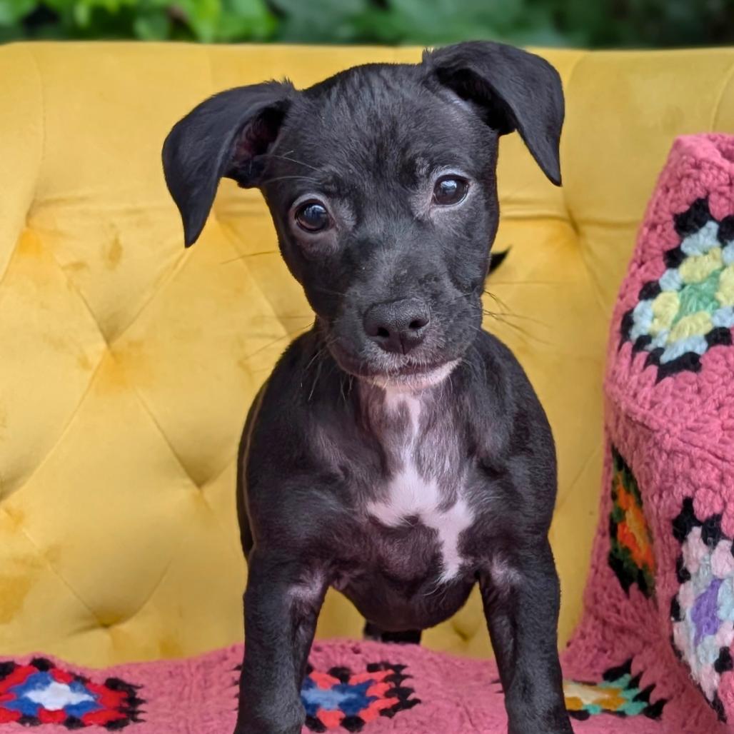 Her Highness Hermit Crab 06-0312, Adoptable, Puppy Female Plott Hound & Mixed Breed.