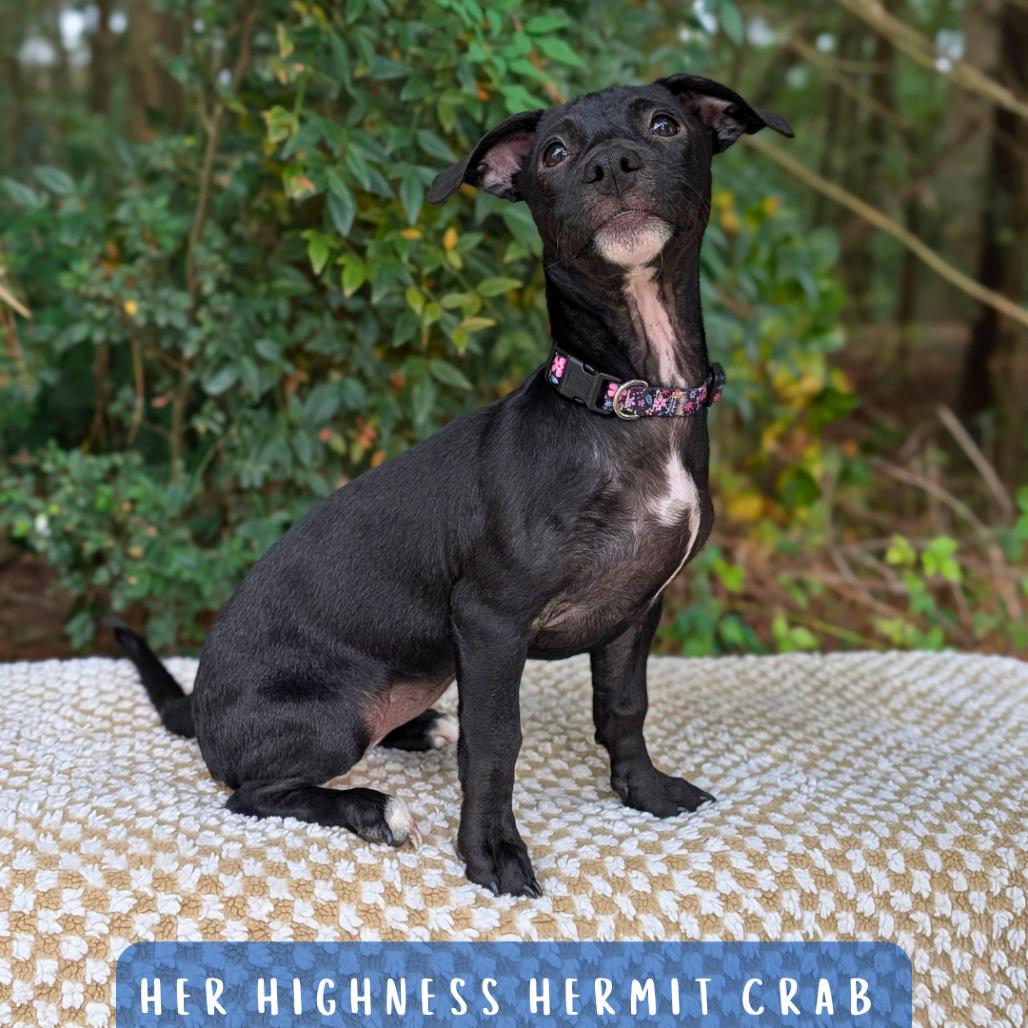 Enlarge Her Highness Hermit Crab 06-0312, a Adoptable mixed breed in Tyrone, GA image 5/6