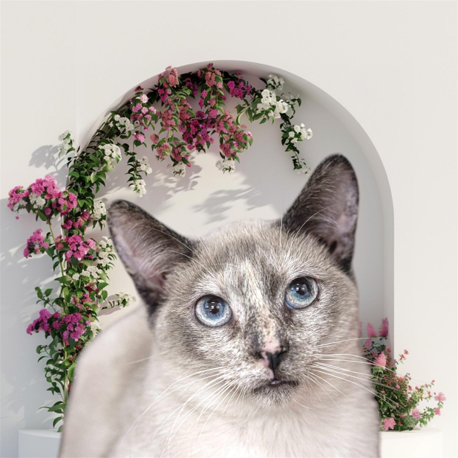 PINK, Adopted, Young Female Siamese.