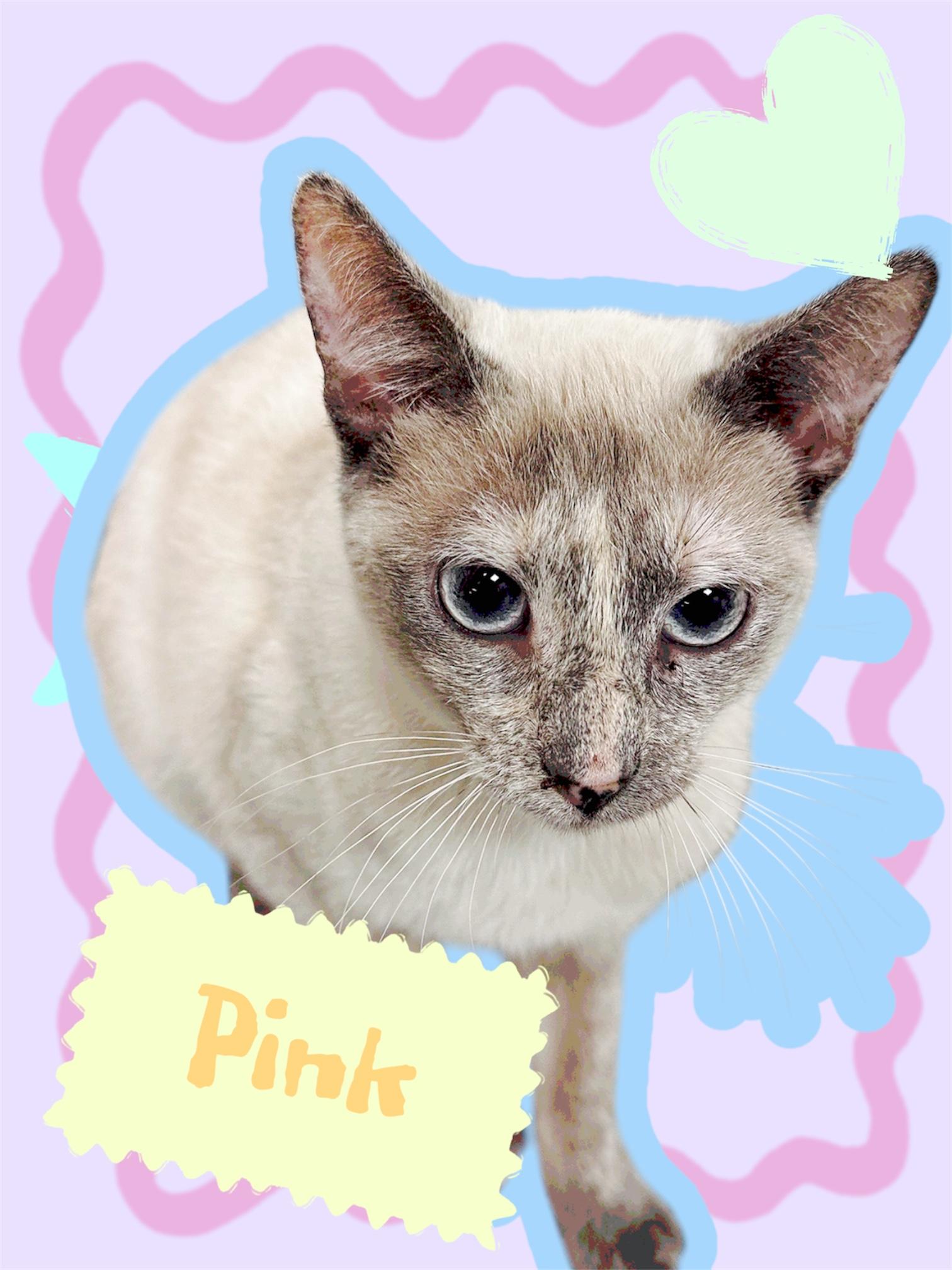 Enlarge PINK, a Adopted Siamese in Dalton, GA image 4/5