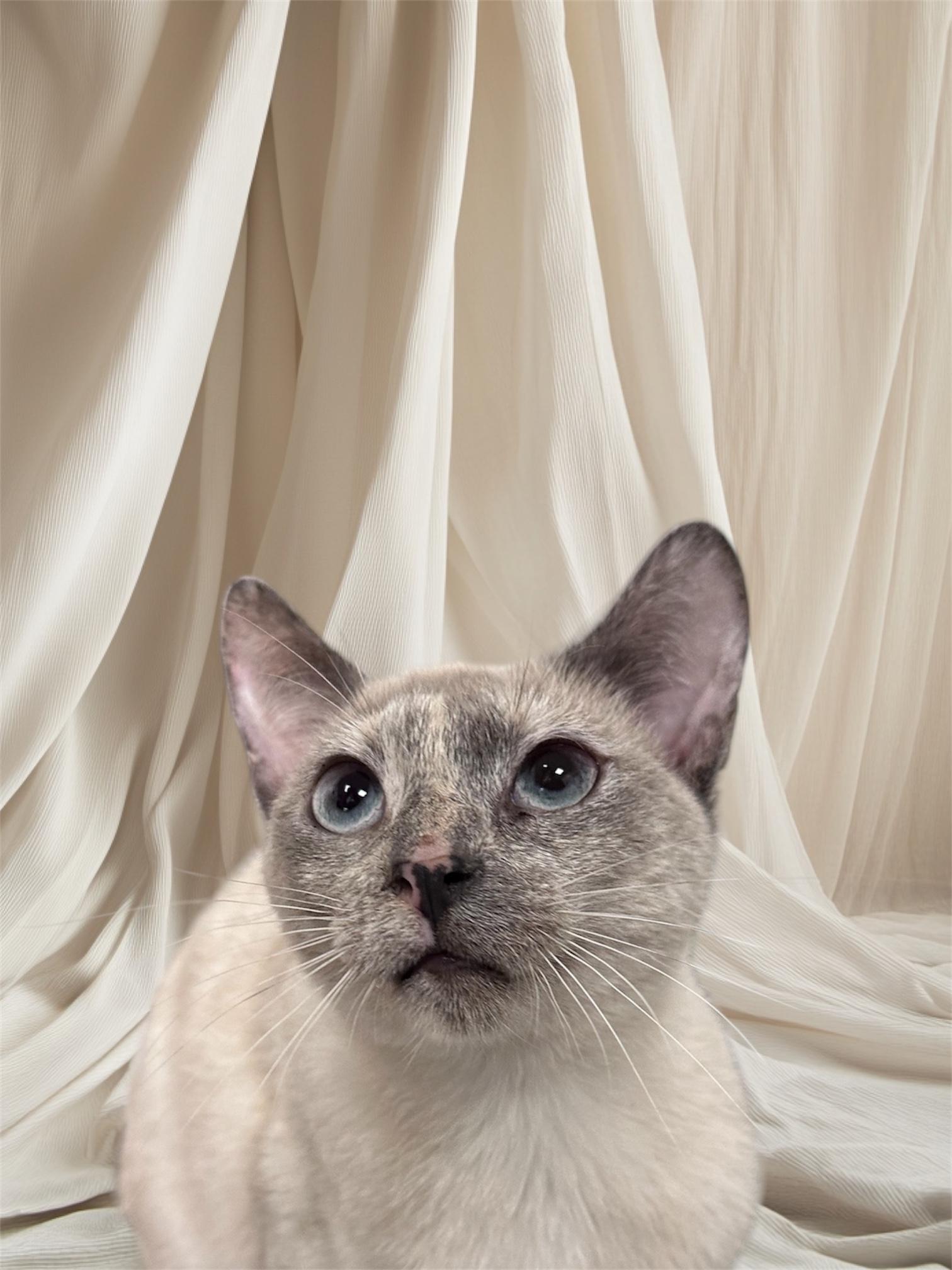 Enlarge PINK, a Adopted Siamese in Dalton, GA image 5/5