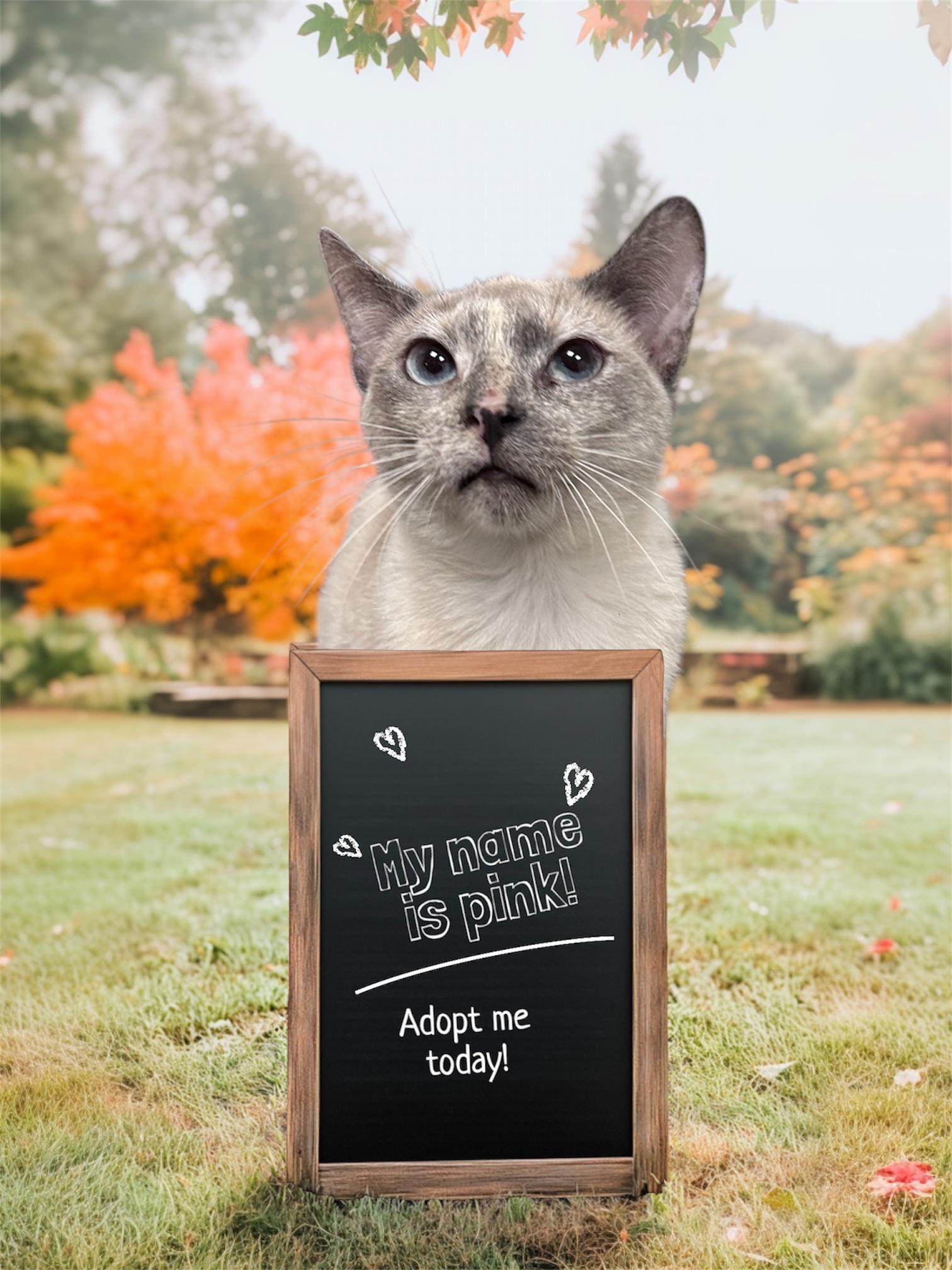 Enlarge PINK, a Adopted Siamese in Dalton, GA image 3/5