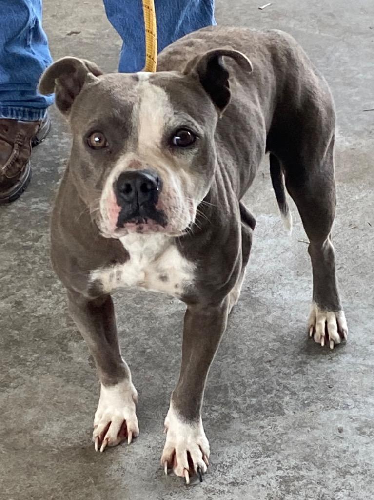 Enlarge Bridgett, a Adoptable Pit Bull Terrier in Swainsboro, GA image 1/1