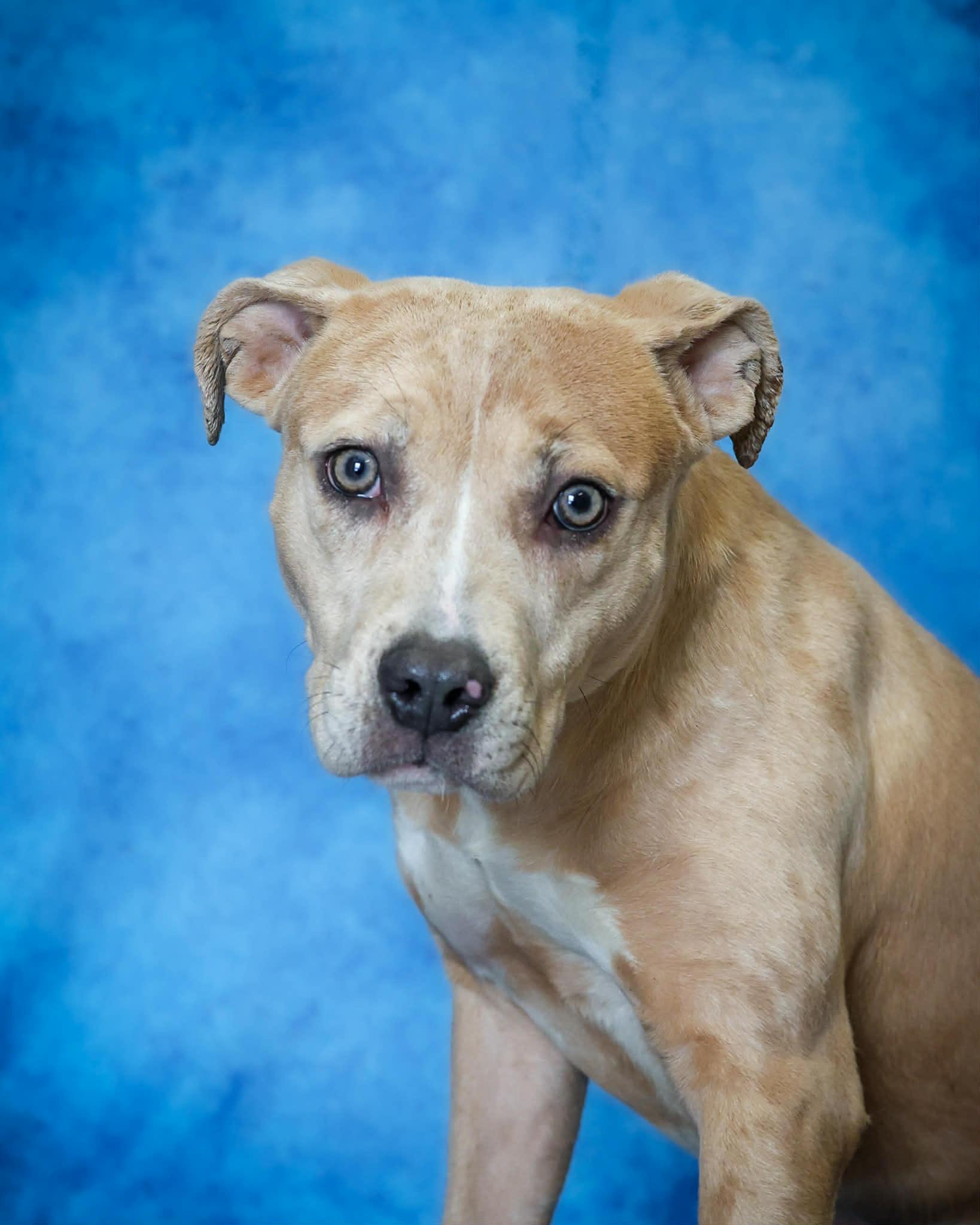 Enlarge ELEVEN (0347), a ADOPTABLE mixed breed in Bridgeport, CT image 1/1