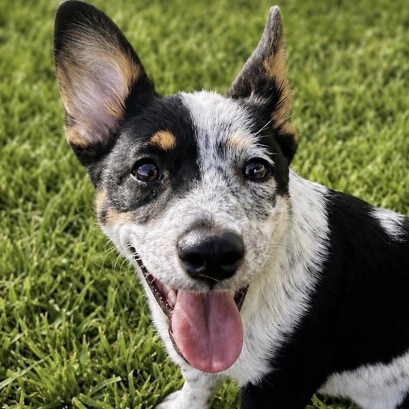 Moxie, a ADOPTABLE mixed breed in Hillsborough, NJ image 2/2