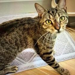 Enlarge Trundle, a Adoptable Domestic Short Hair in Boston, MA image 1/1
