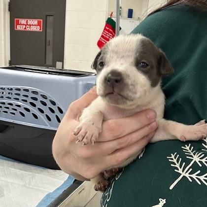 Hello Kitty — thumbnail 2