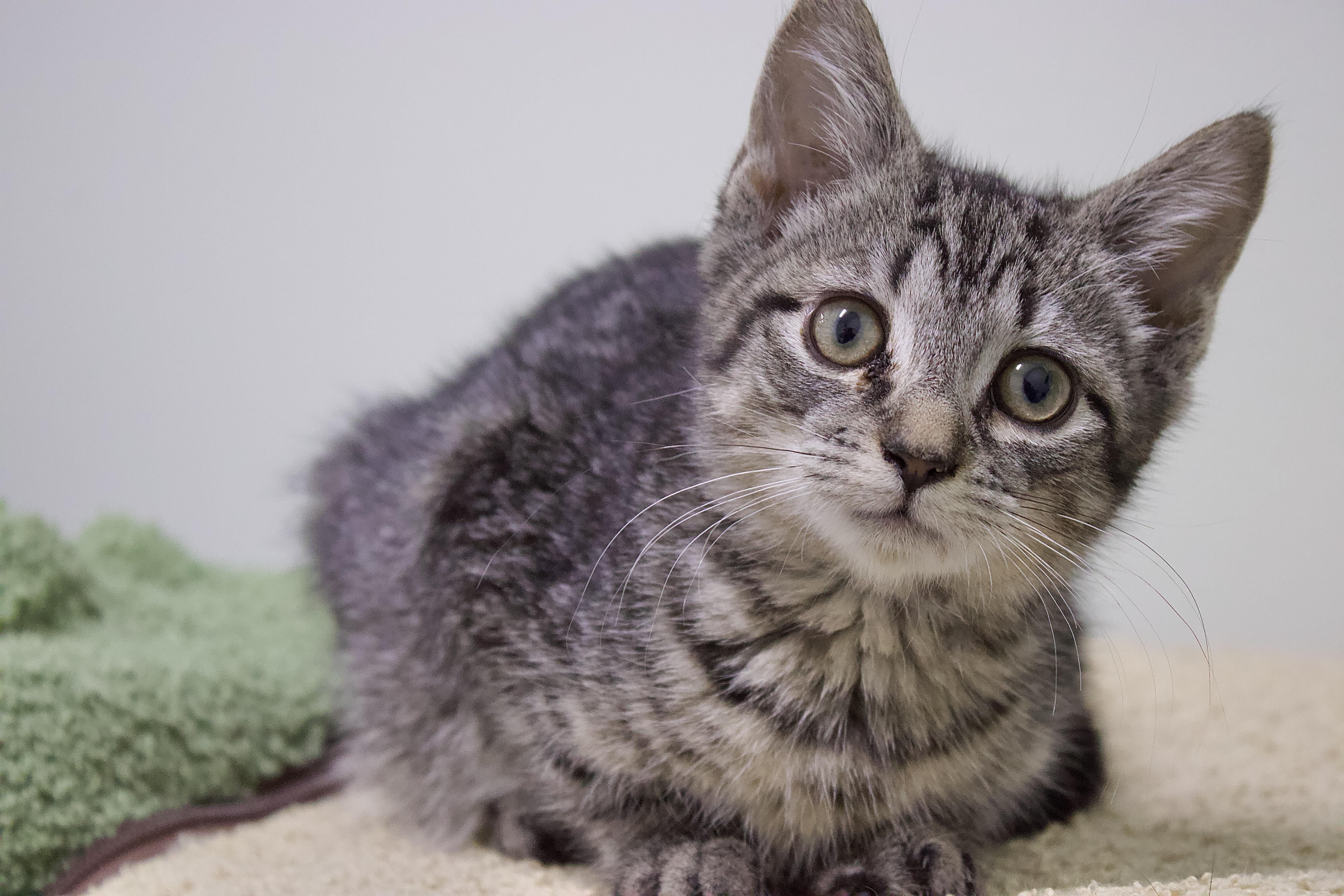 Enlarge Darrin, a Adoptable Domestic Short Hair in Pleasantville, NJ image 1/3