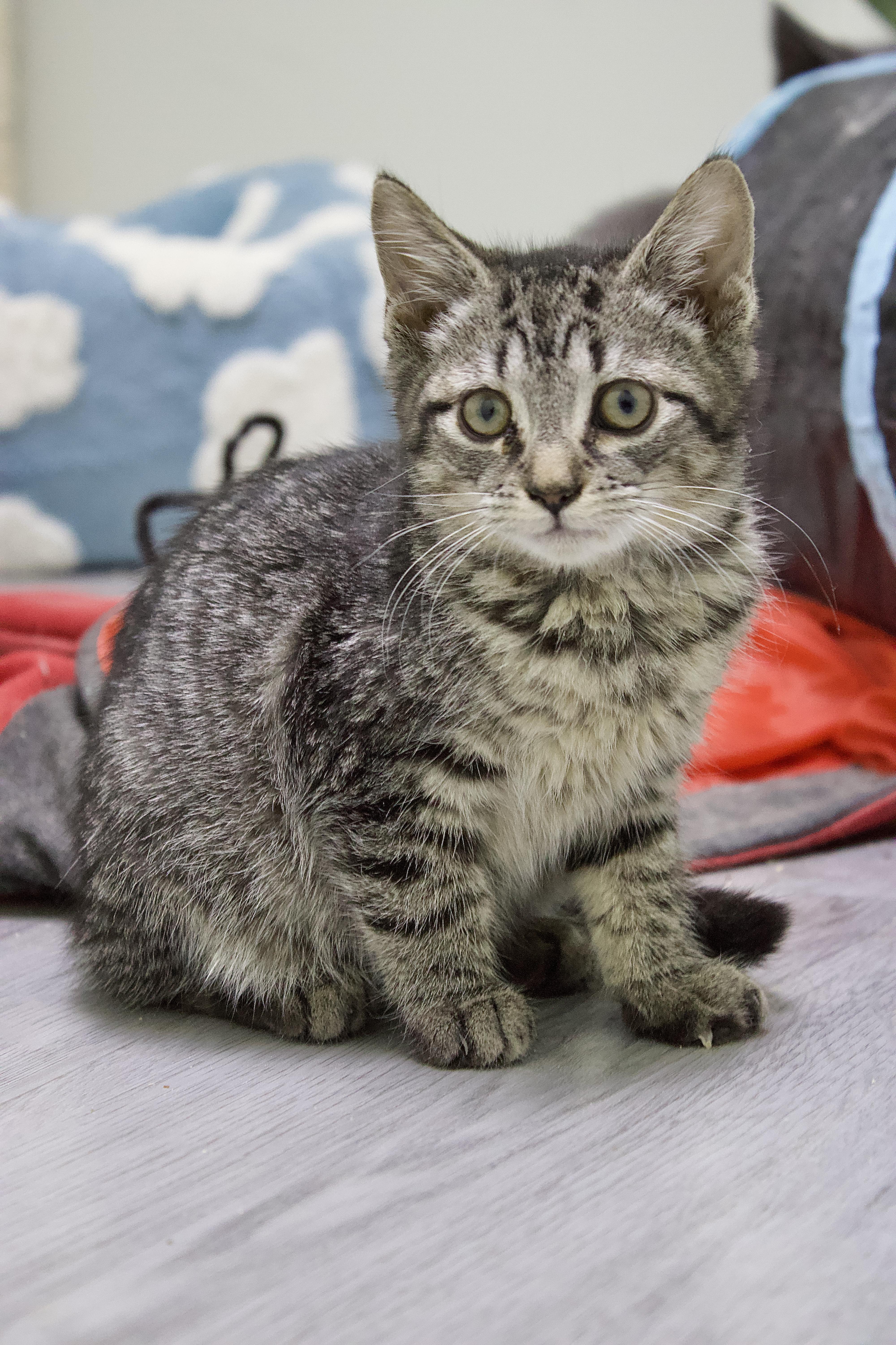 Enlarge Darrin, a Adoptable Domestic Short Hair in Pleasantville, NJ image 3/3