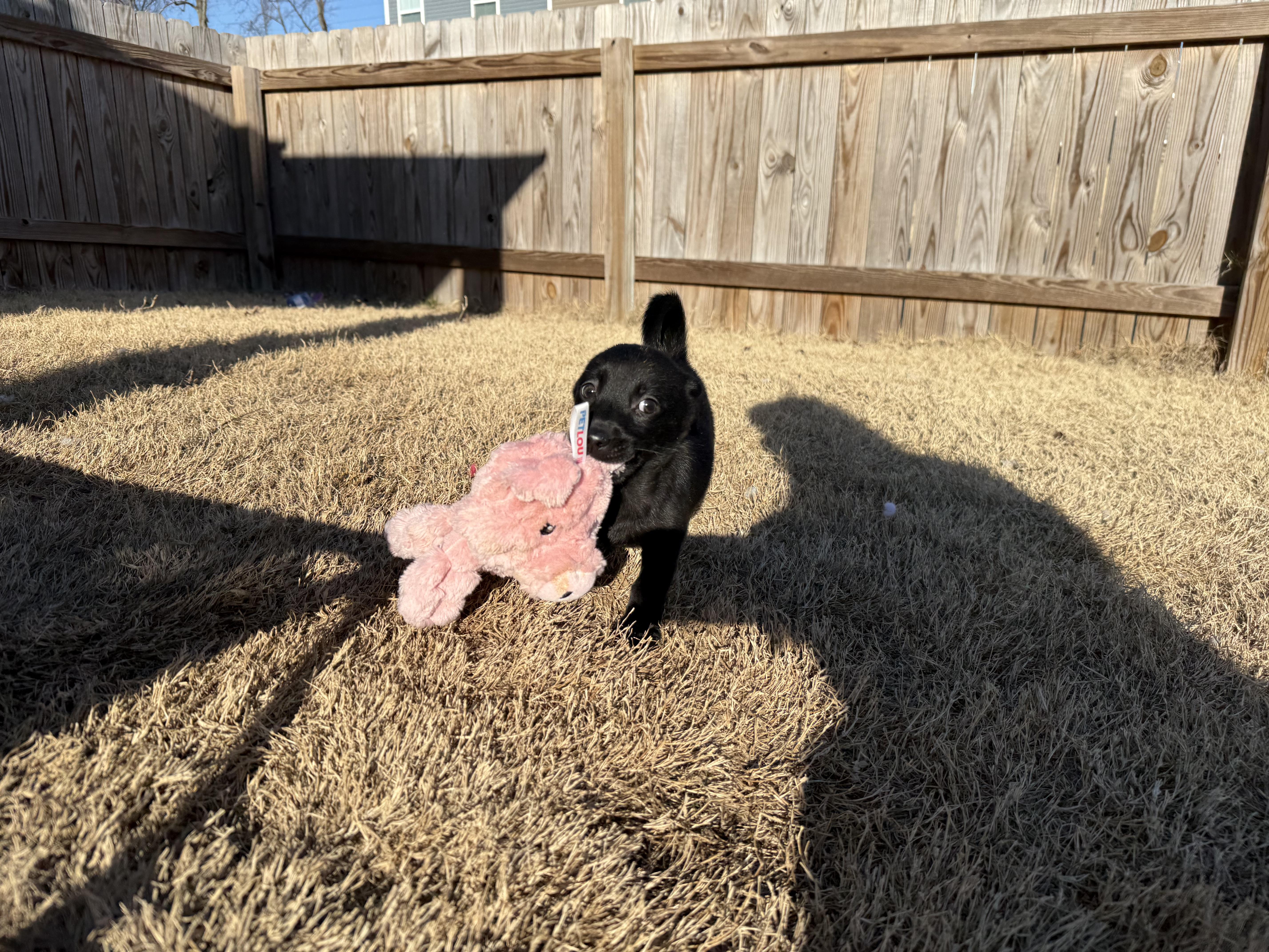 Enlarge Winky, a Adoptable mixed breed in Richmond, VA image 5/6