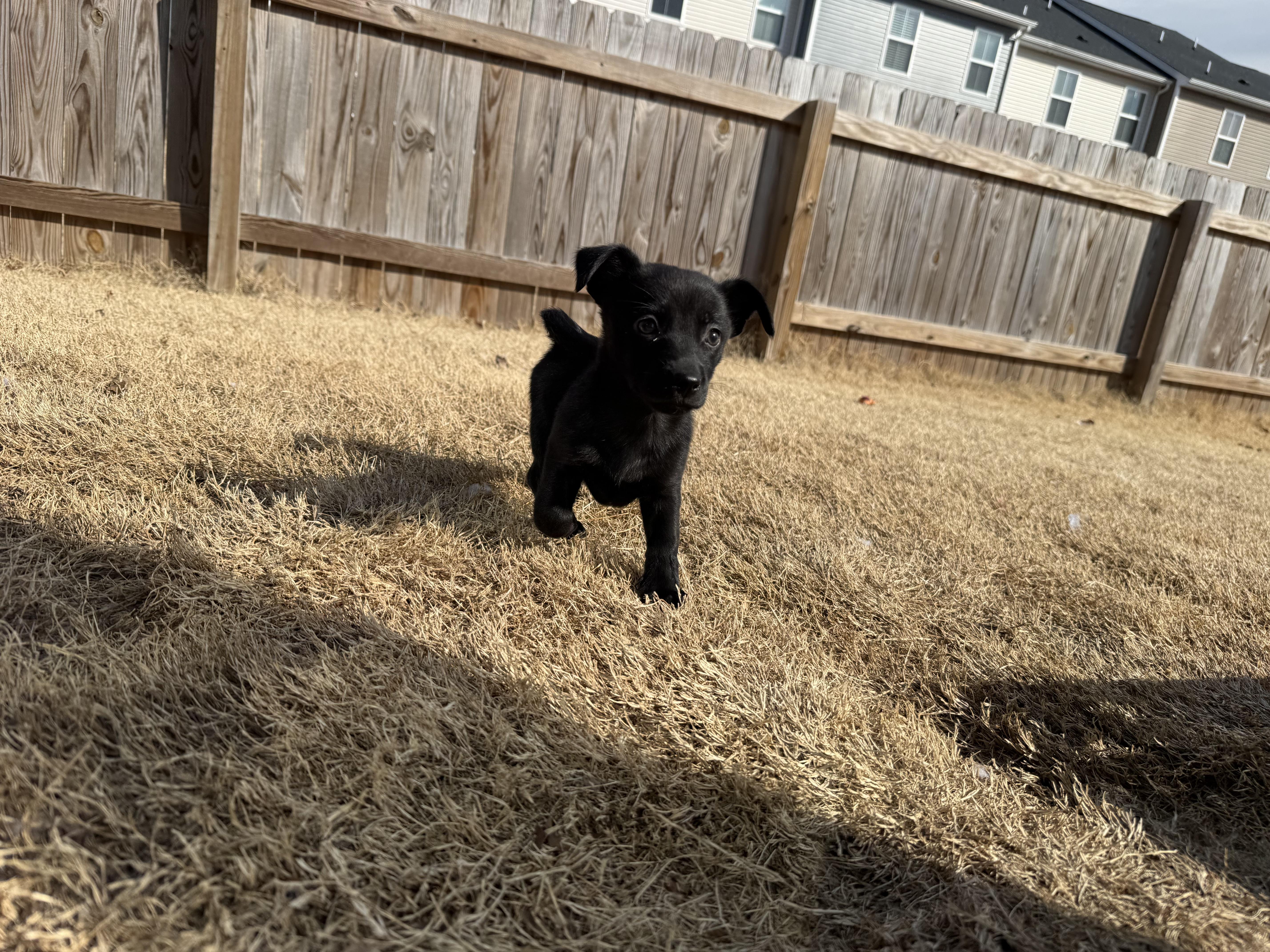 Enlarge Winky, a Adoptable mixed breed in Richmond, VA image 4/6