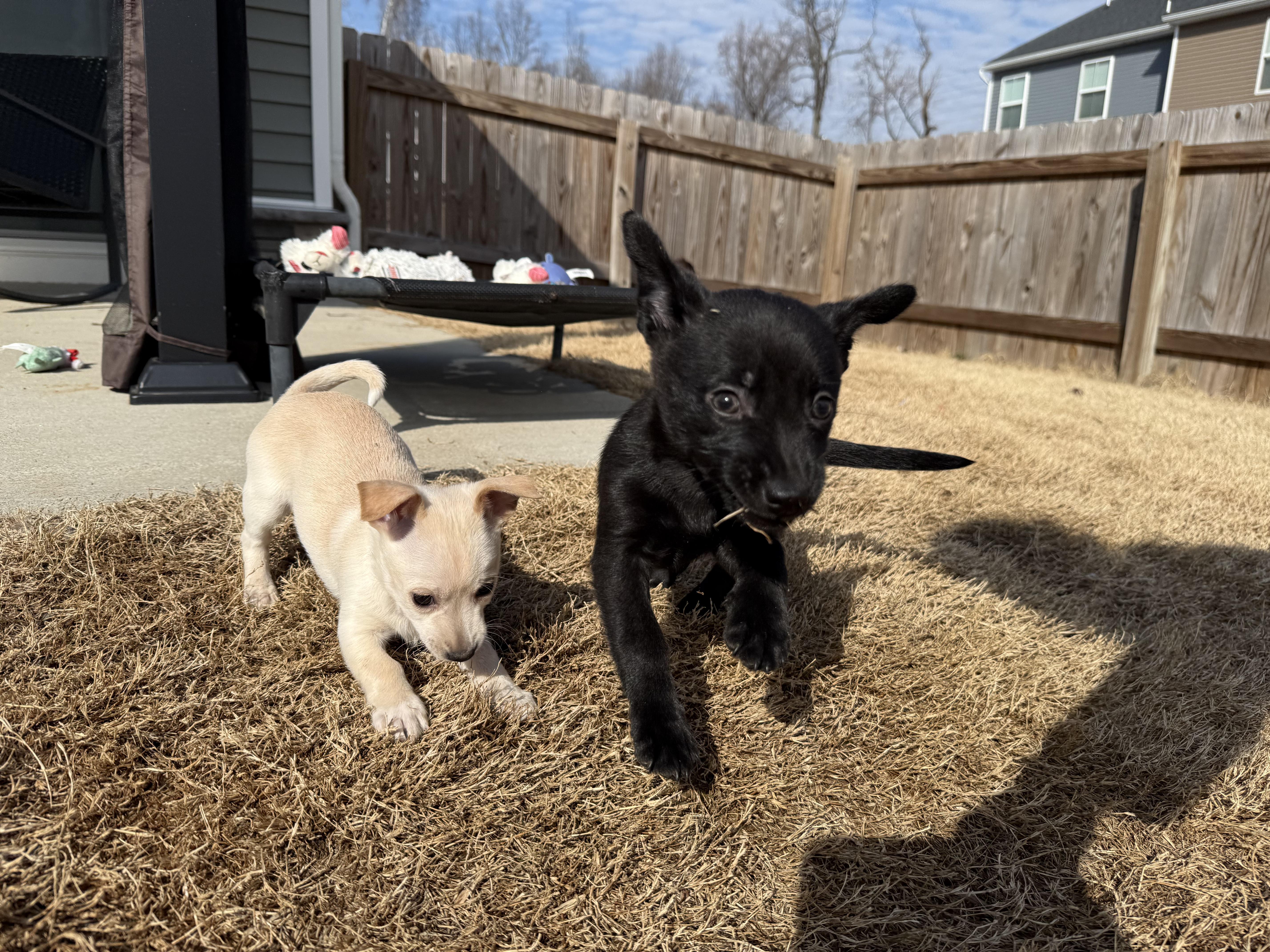 Enlarge Winky, a Adoptable mixed breed in Richmond, VA image 6/6