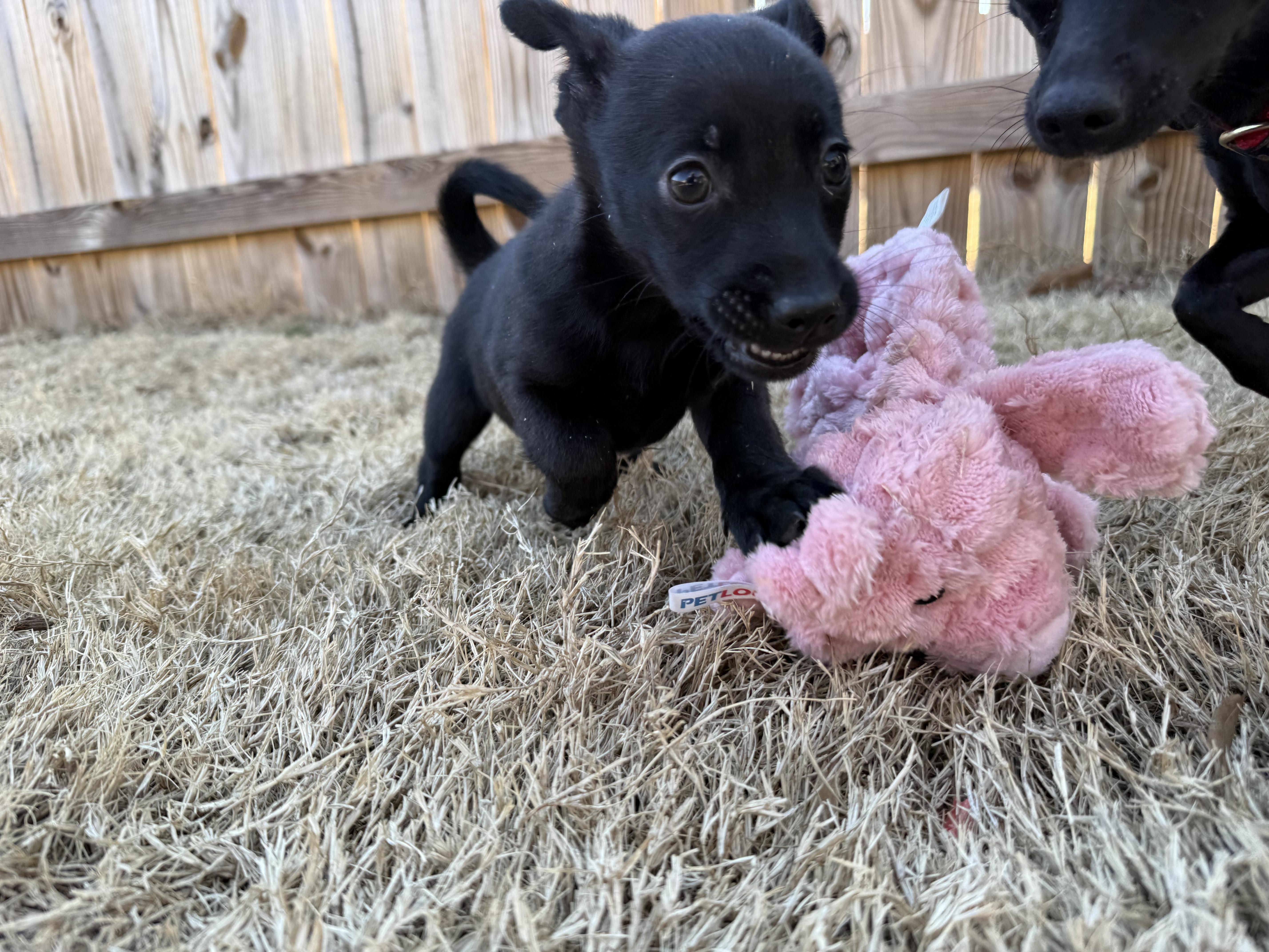Enlarge Winky, a Adoptable mixed breed in Richmond, VA image 3/6