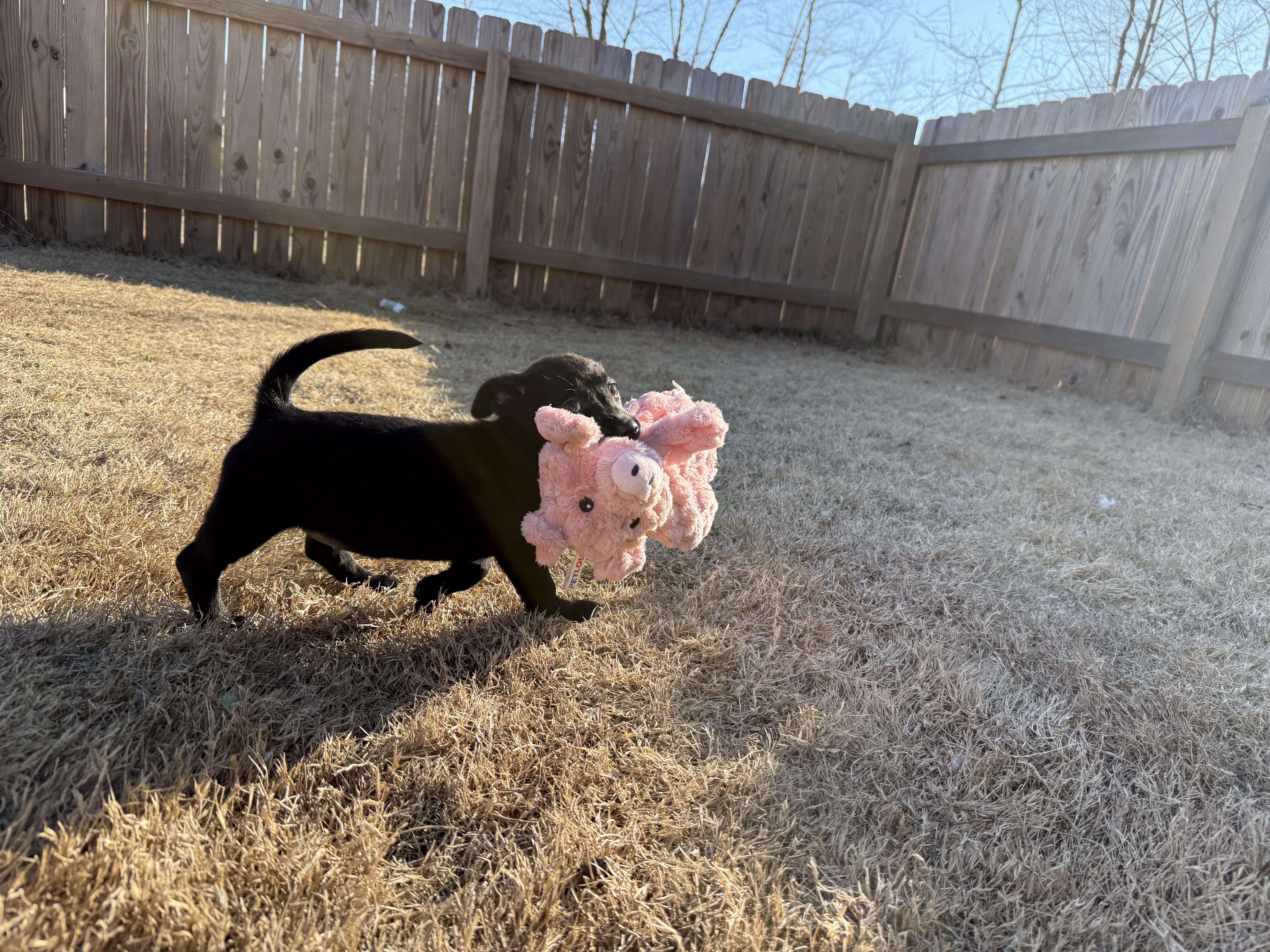 Enlarge Winky, a Adoptable mixed breed in Richmond, VA image 2/6