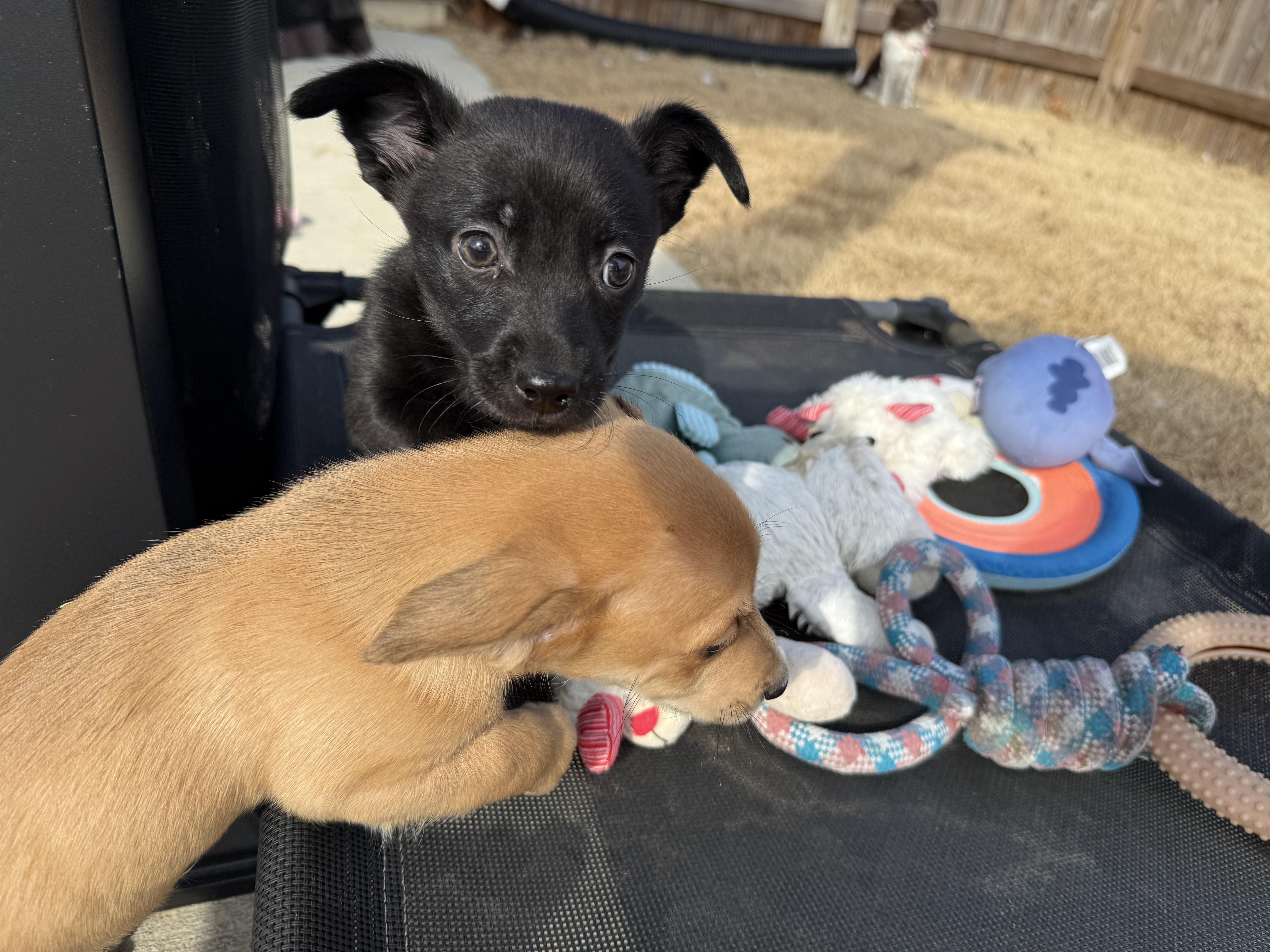 Winky, Adoptable, Puppy Female Chihuahua.
