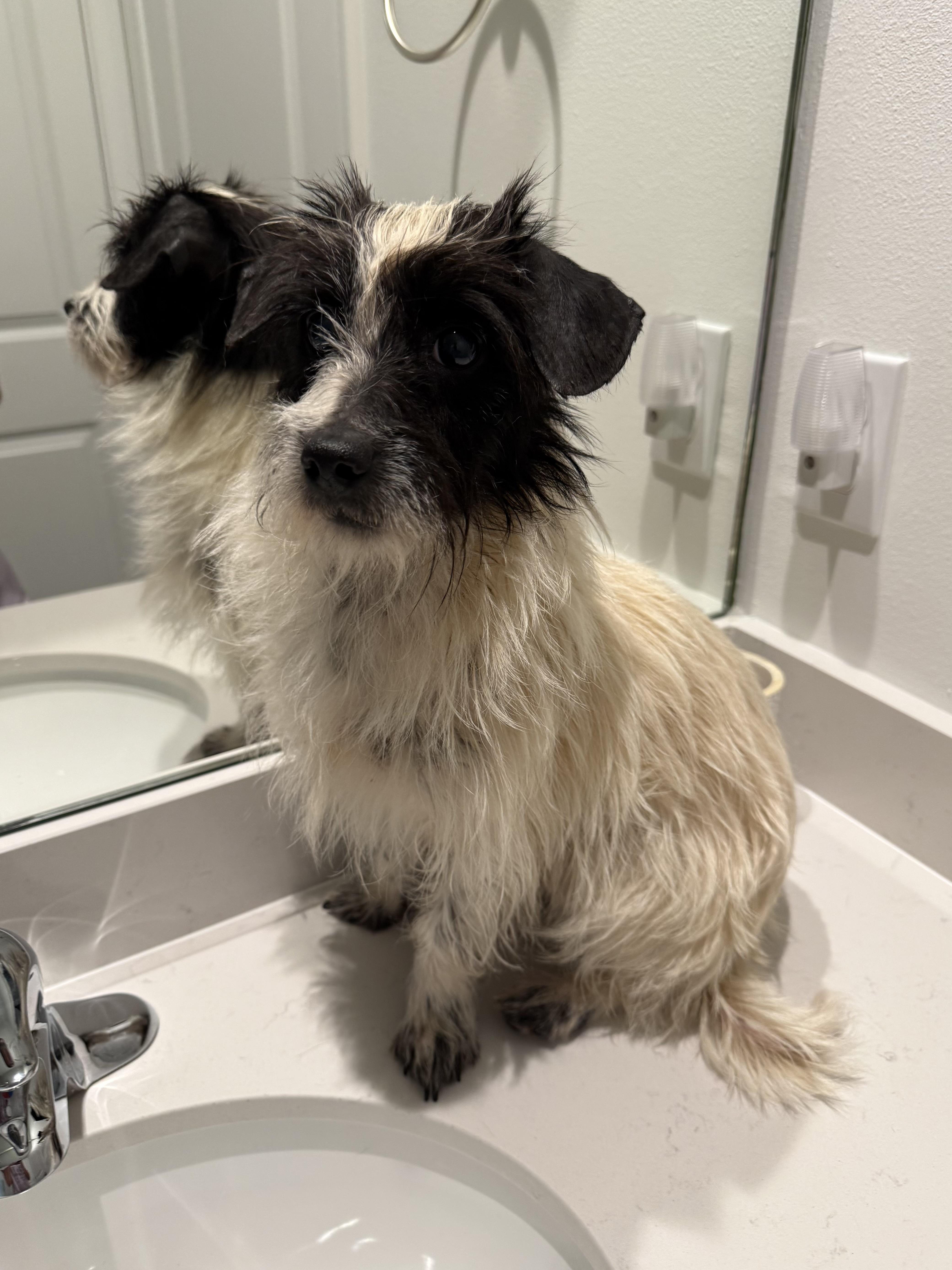 Enlarge Milo, a ADOPTABLE mixed breed in Port Saint Lucie, FL image 4/6