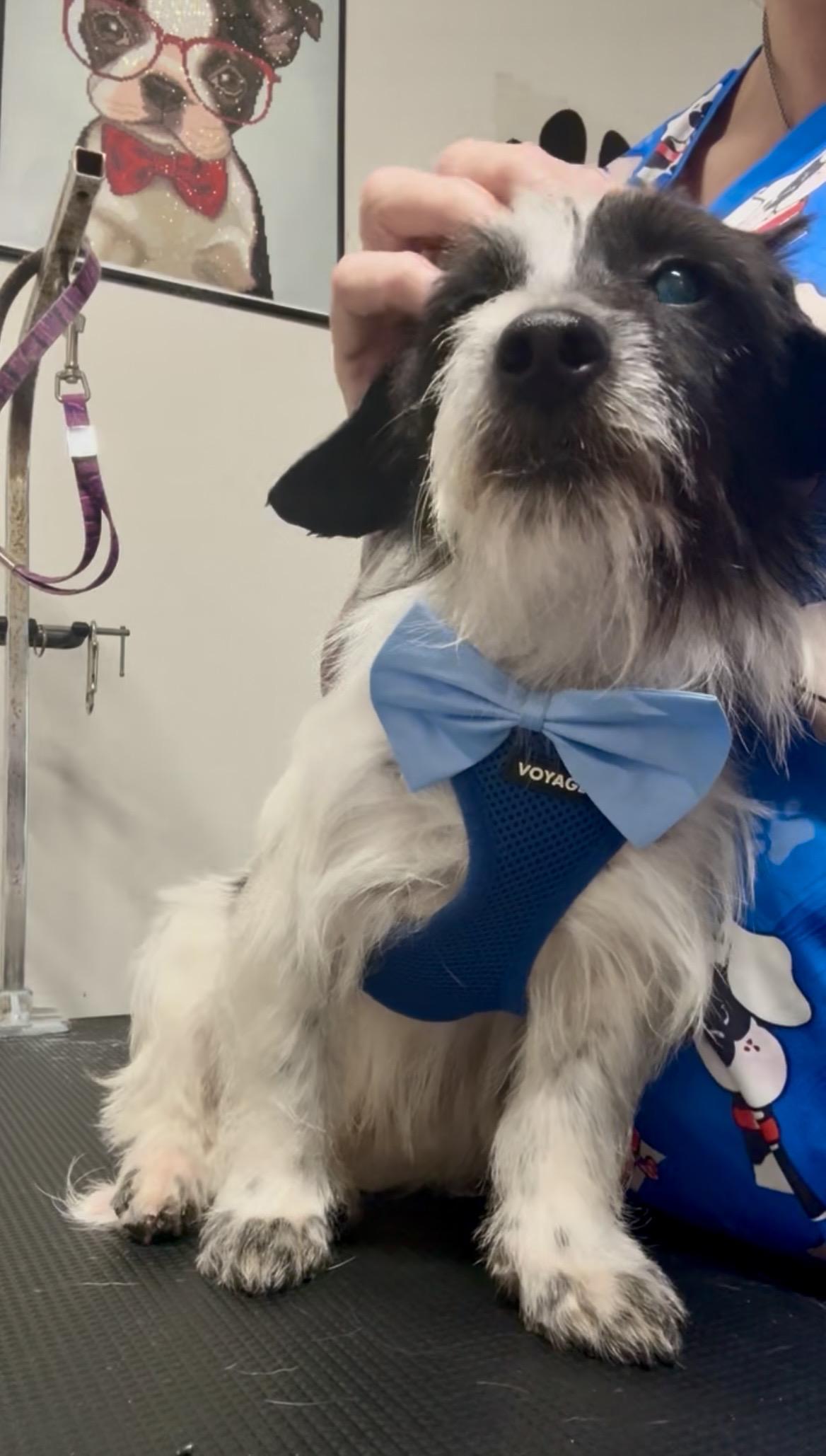 Enlarge Milo, a ADOPTABLE mixed breed in Port Saint Lucie, FL image 2/6