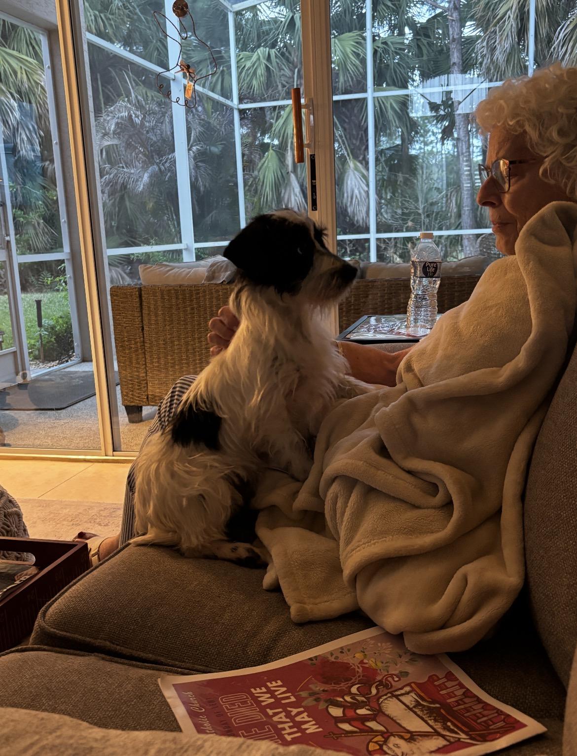 Enlarge Milo, a ADOPTABLE mixed breed in Port Saint Lucie, FL image 5/6