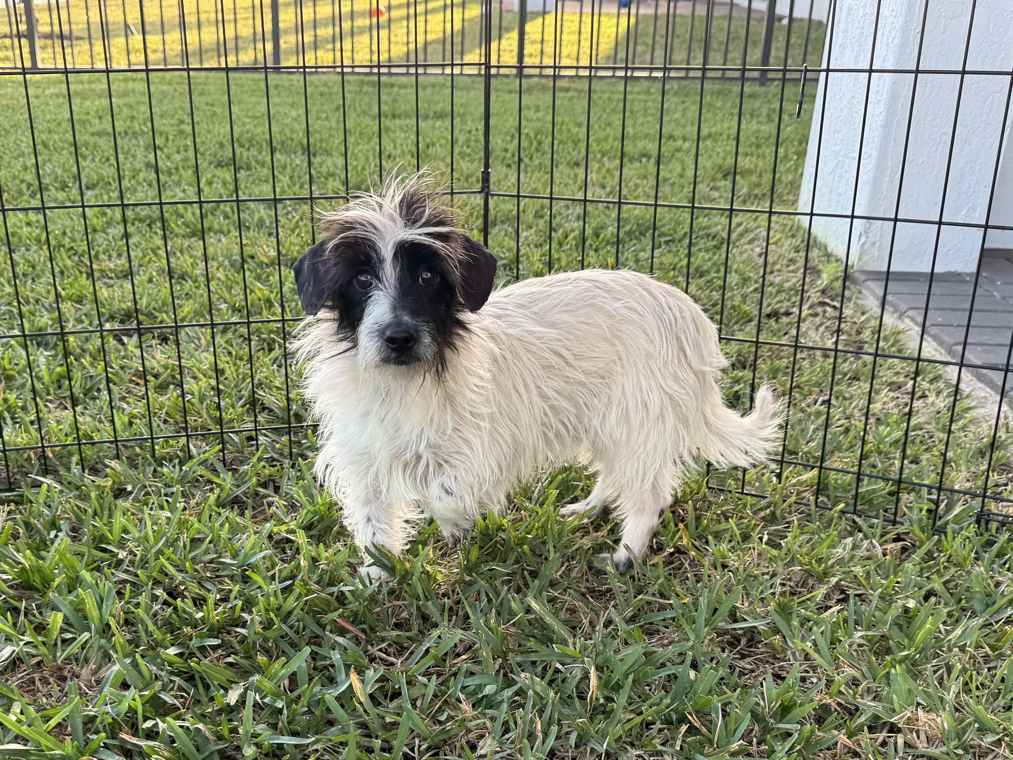 Enlarge Milo, a ADOPTABLE mixed breed in Port Saint Lucie, FL image 1/6