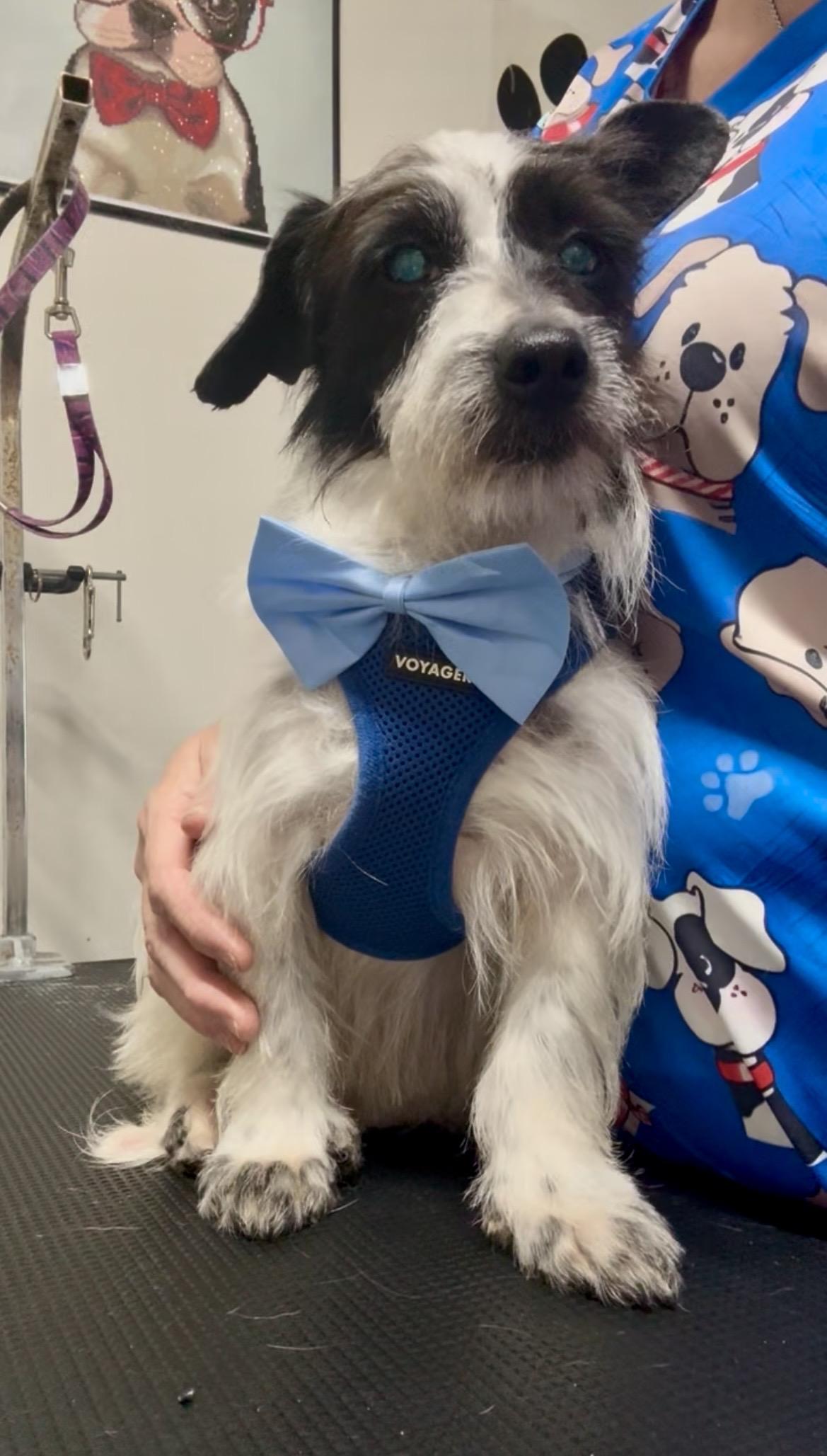 Enlarge Milo, a ADOPTABLE mixed breed in Port Saint Lucie, FL image 3/6