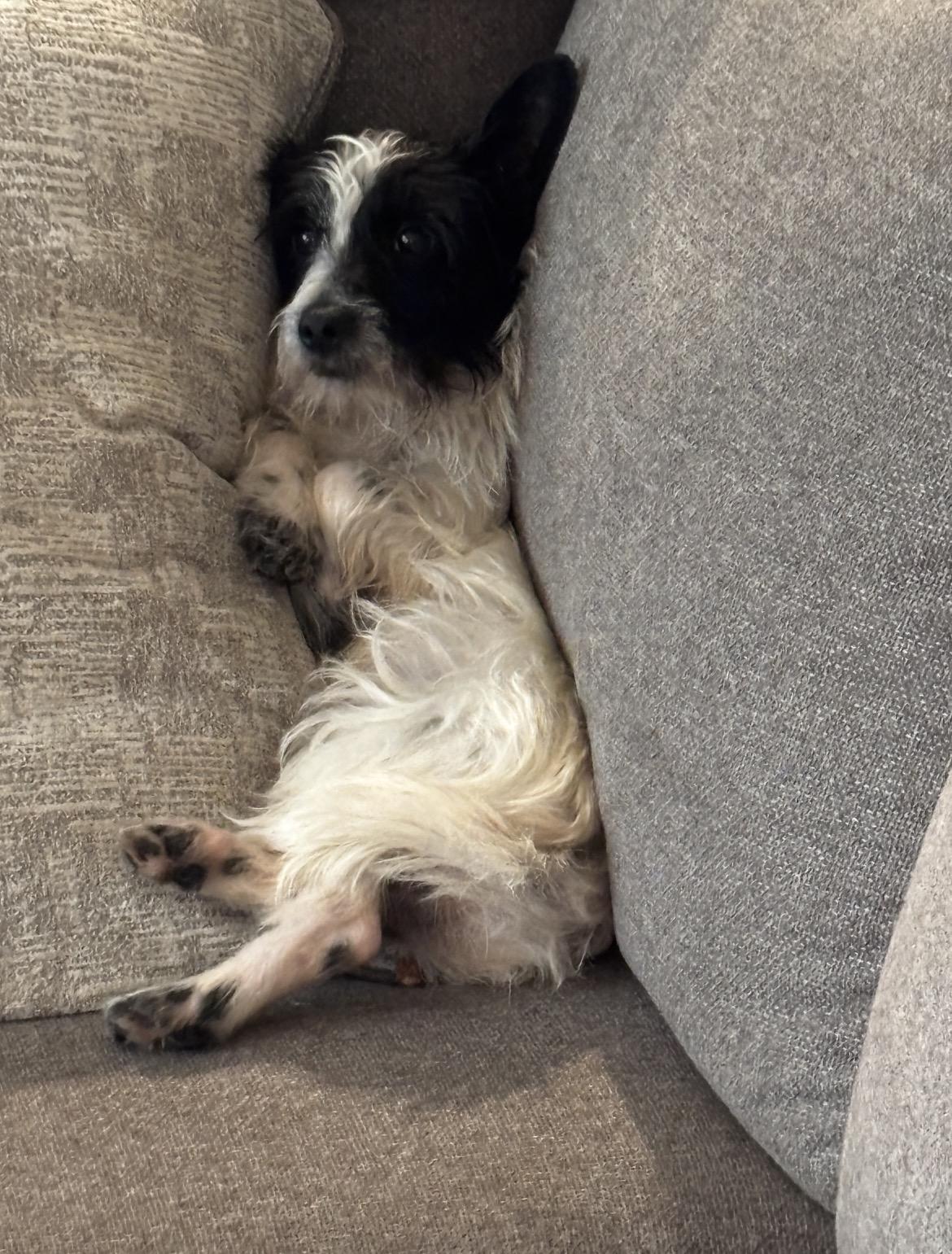 Enlarge Milo, a ADOPTABLE mixed breed in Port Saint Lucie, FL image 6/6