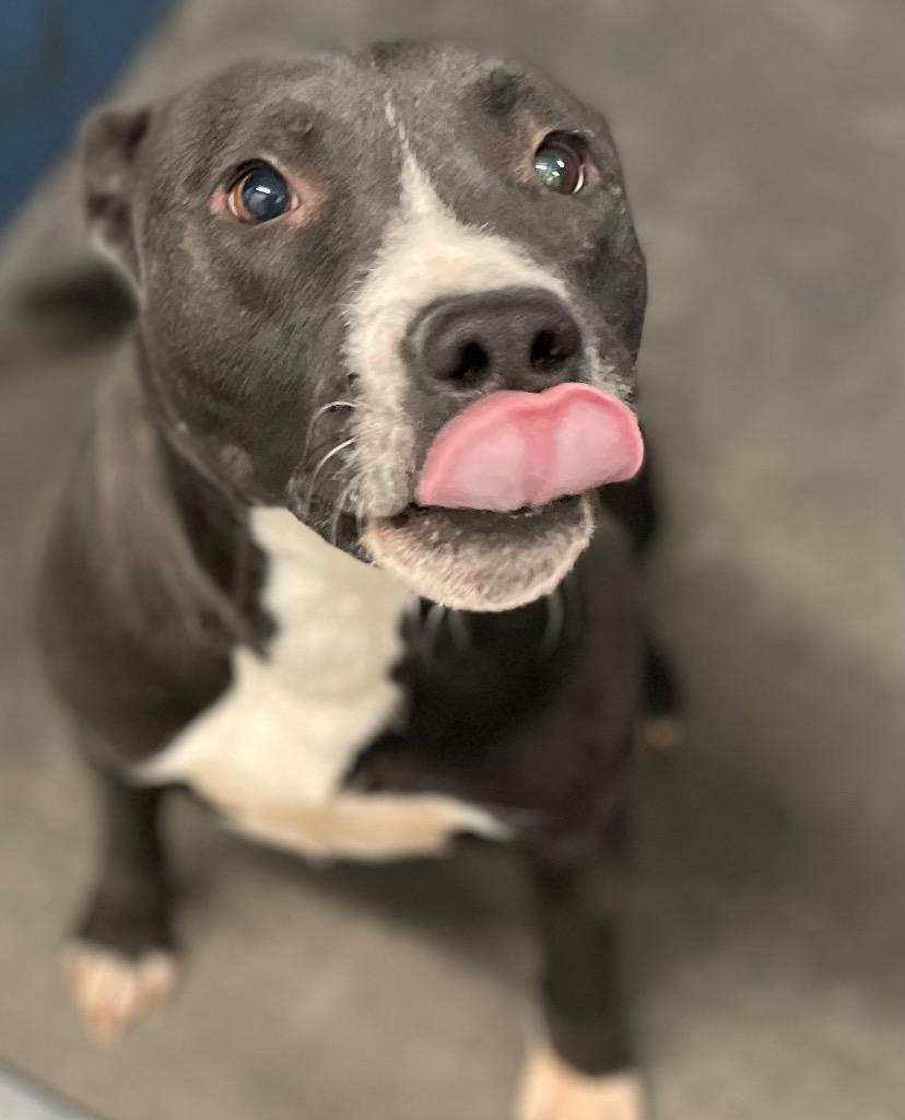 Enlarge Bruno, a Adoptable Mixed Breed in Henderson, NC image 1/1