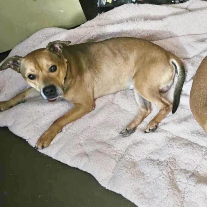 Smokey, Young Male Terrier