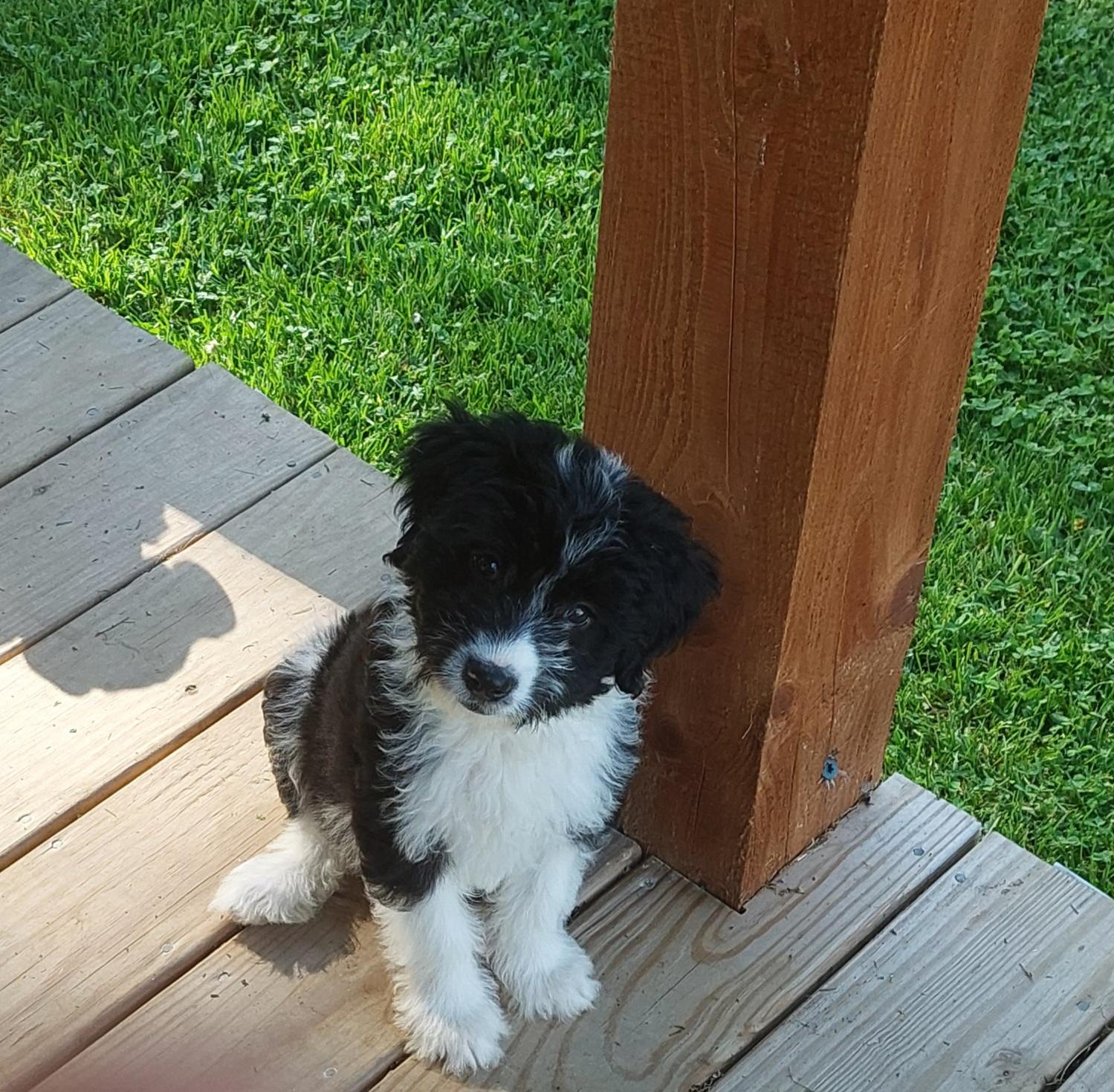 Dog for adoption Panda, a Mixed Breed in Conesus, NY Petfinder