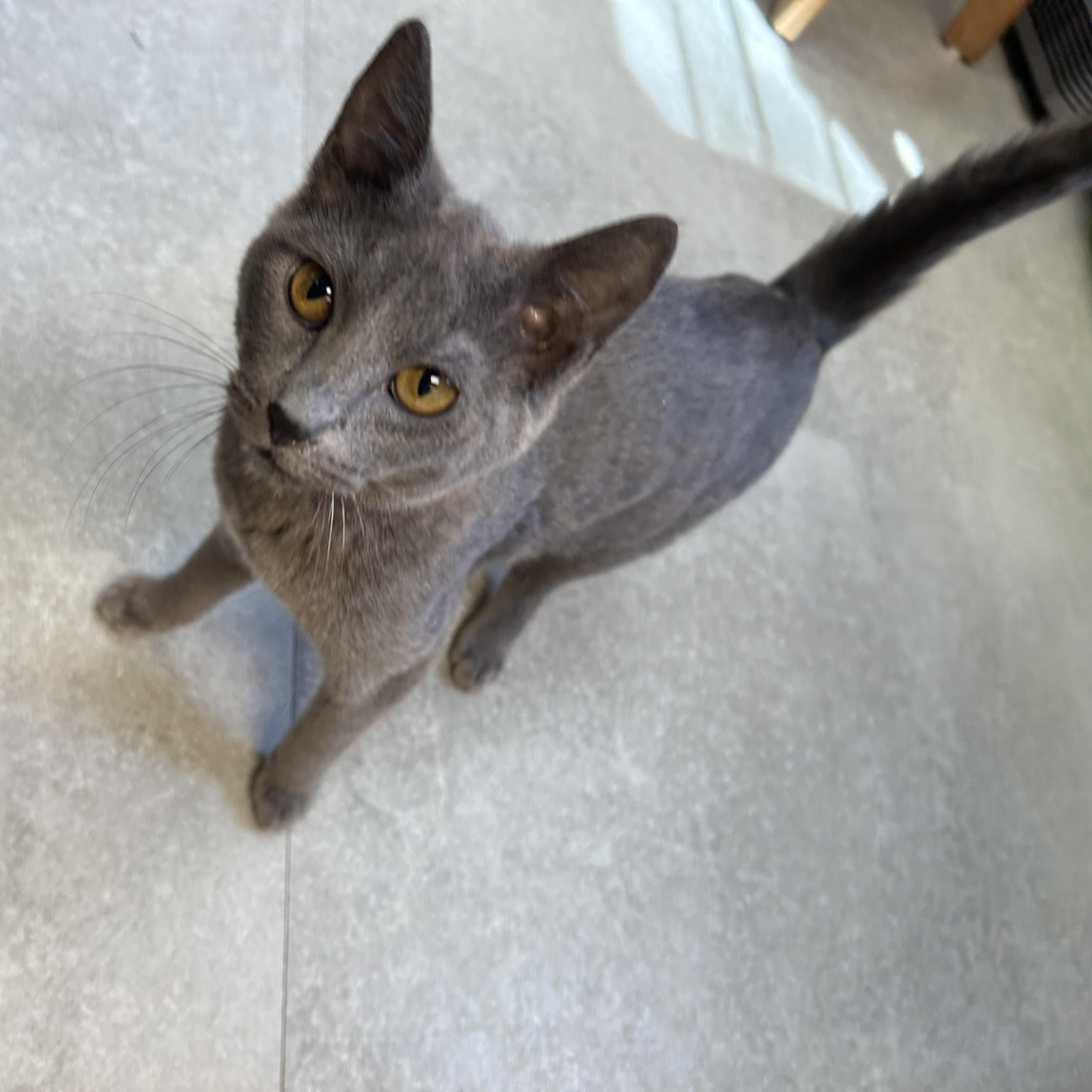 Dottie & Goldie, adopted, Kitten Female Russian Blue.