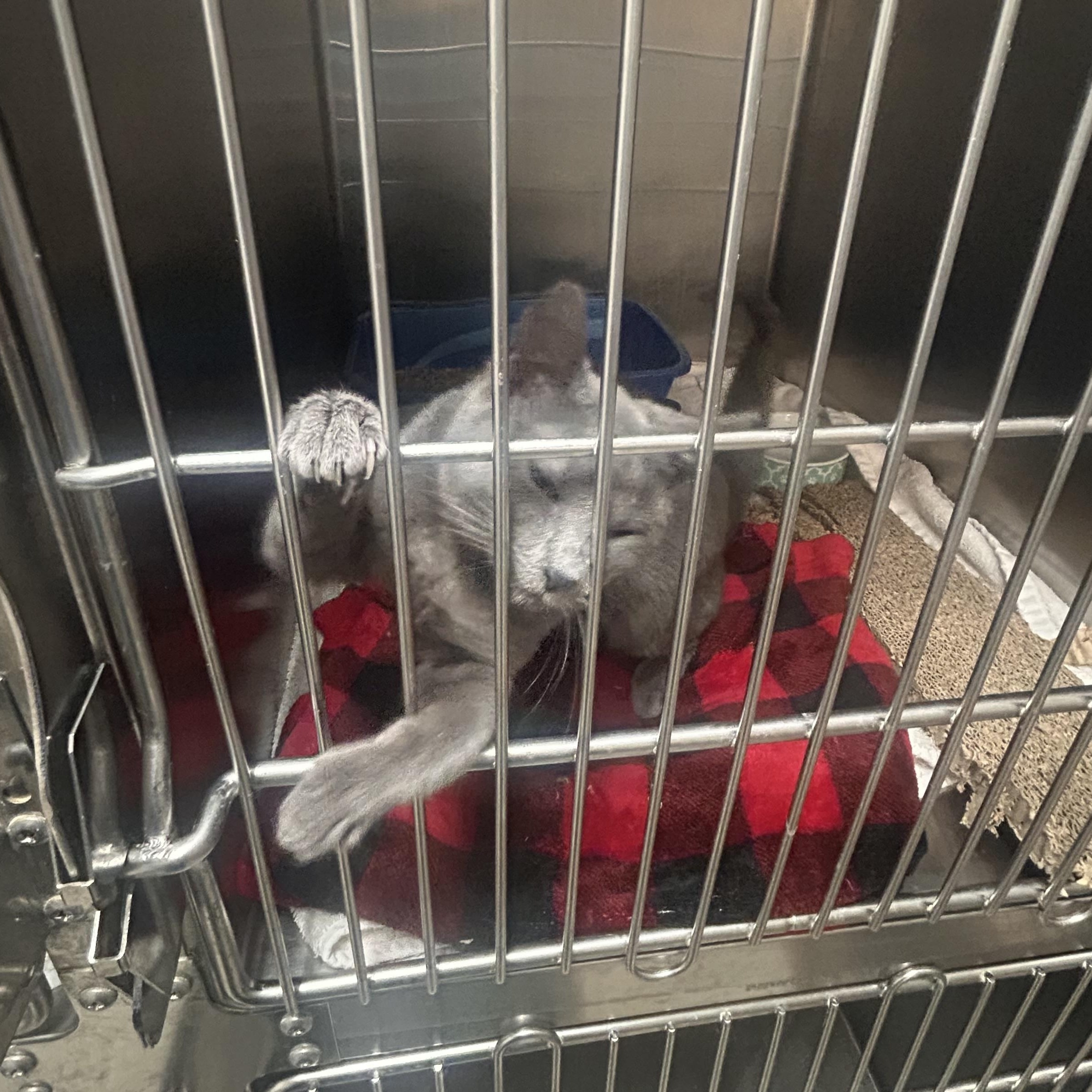 Dottie & Goldie, an adopted Russian Blue in Kent, WA image 2/3