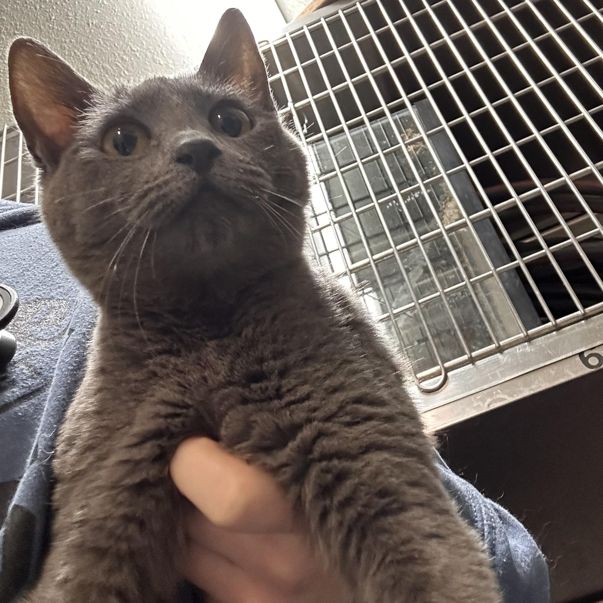 Dottie & Goldie, an adopted Russian Blue in Kent, WA image 3/3