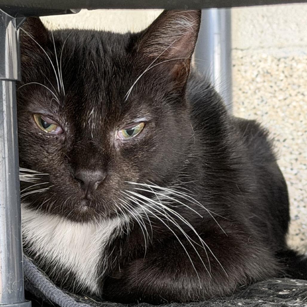 Pompompurin, Adoptable, Young Female Domestic Short Hair.