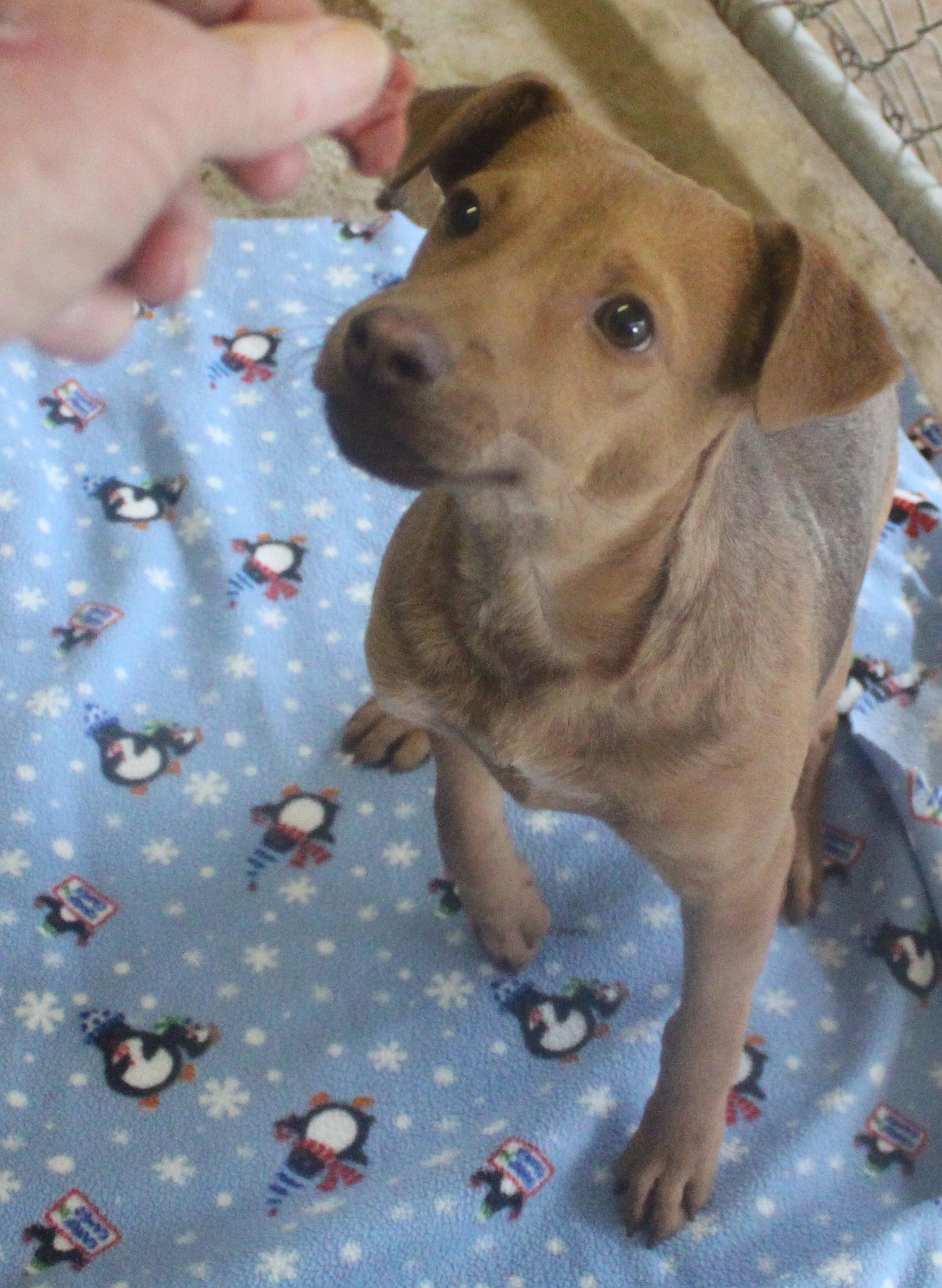 Enlarge LAWRENCE, a ADOPTABLE mixed breed in Wasco, CA image 3/6
