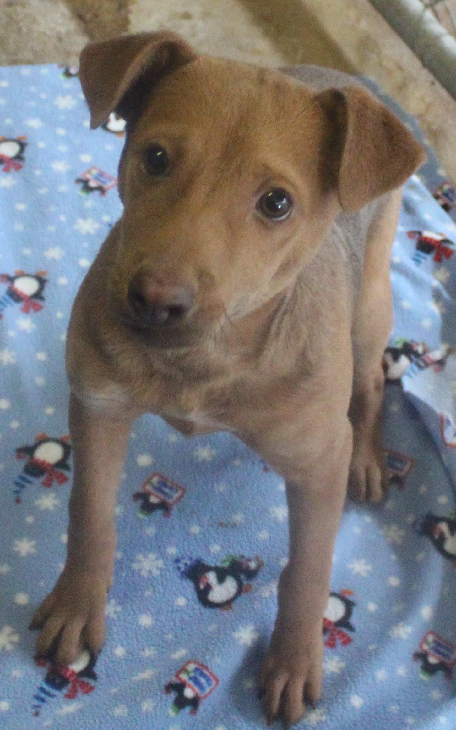 Enlarge LAWRENCE, a ADOPTABLE mixed breed in Wasco, CA image 2/6