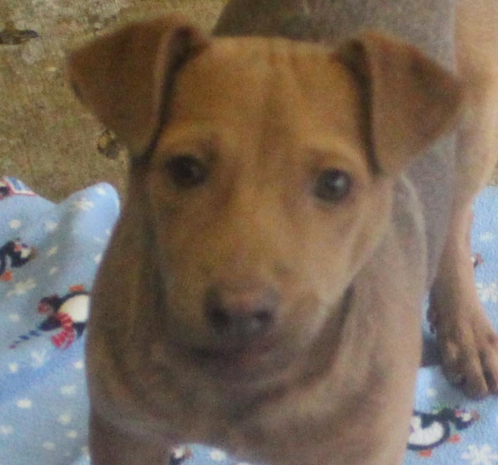 Enlarge LAWRENCE, a ADOPTABLE mixed breed in Wasco, CA image 5/6