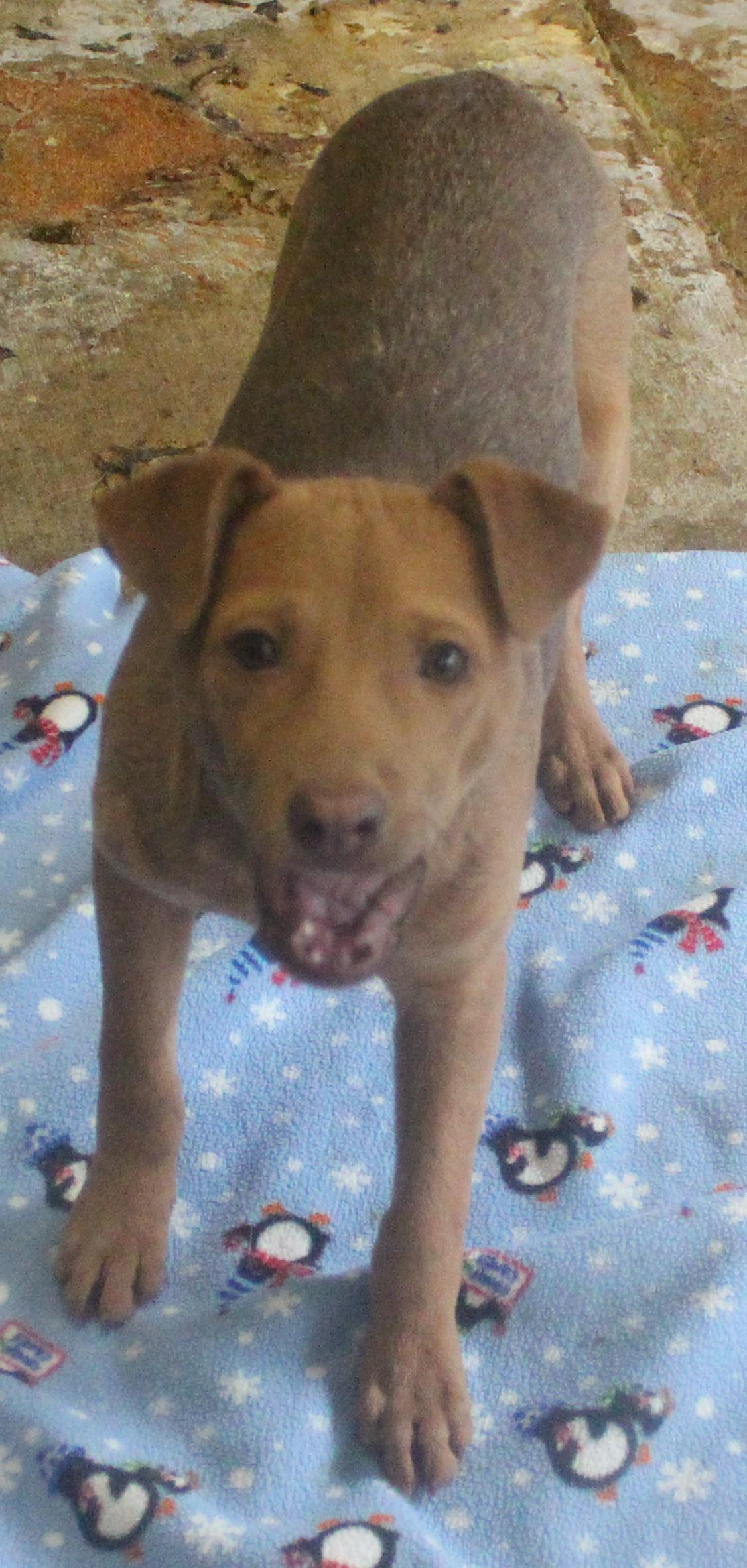 Enlarge LAWRENCE, a ADOPTABLE mixed breed in Wasco, CA image 4/6