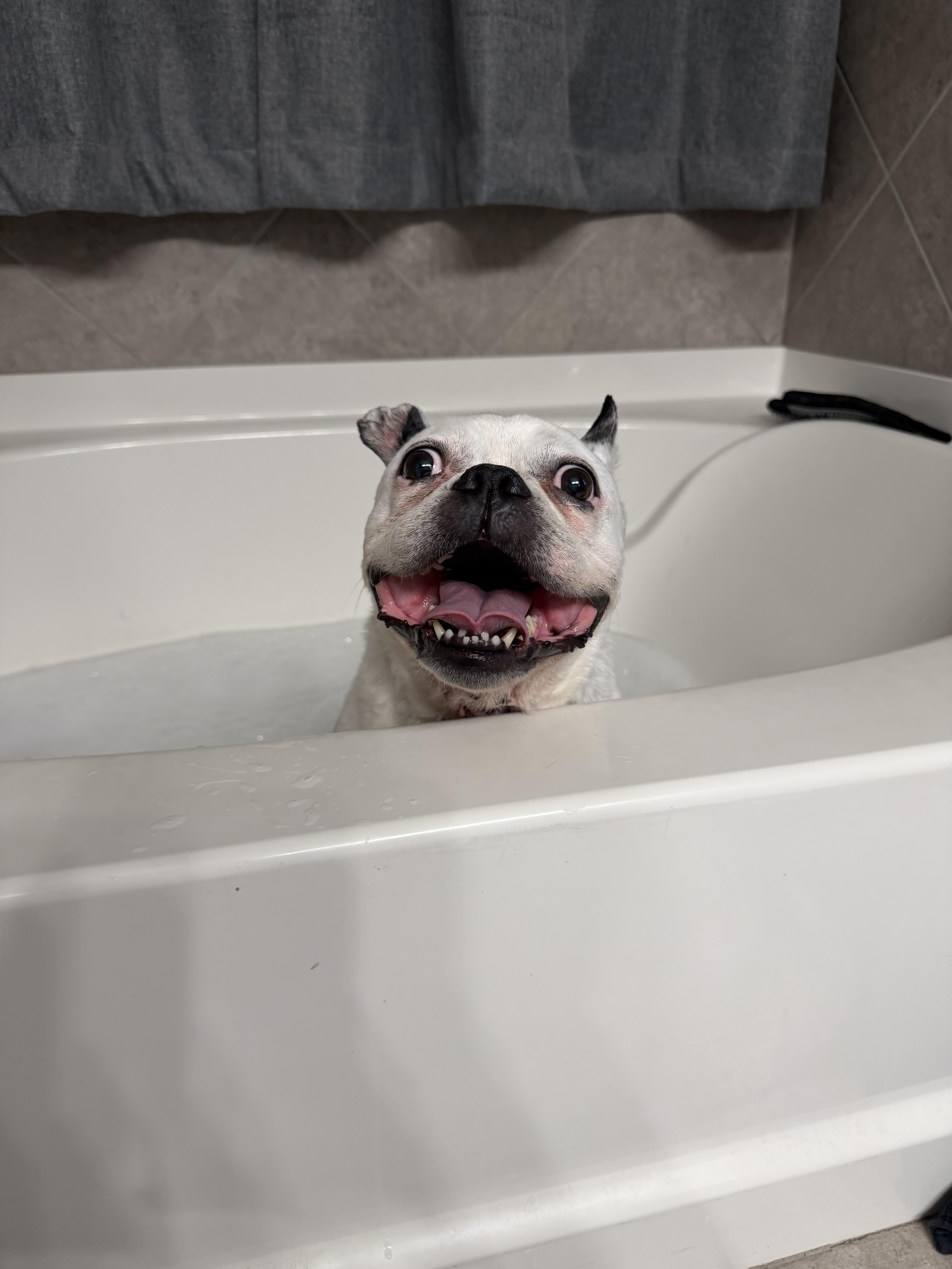 Gaston, Adoptable, Senior Male French Bulldog.