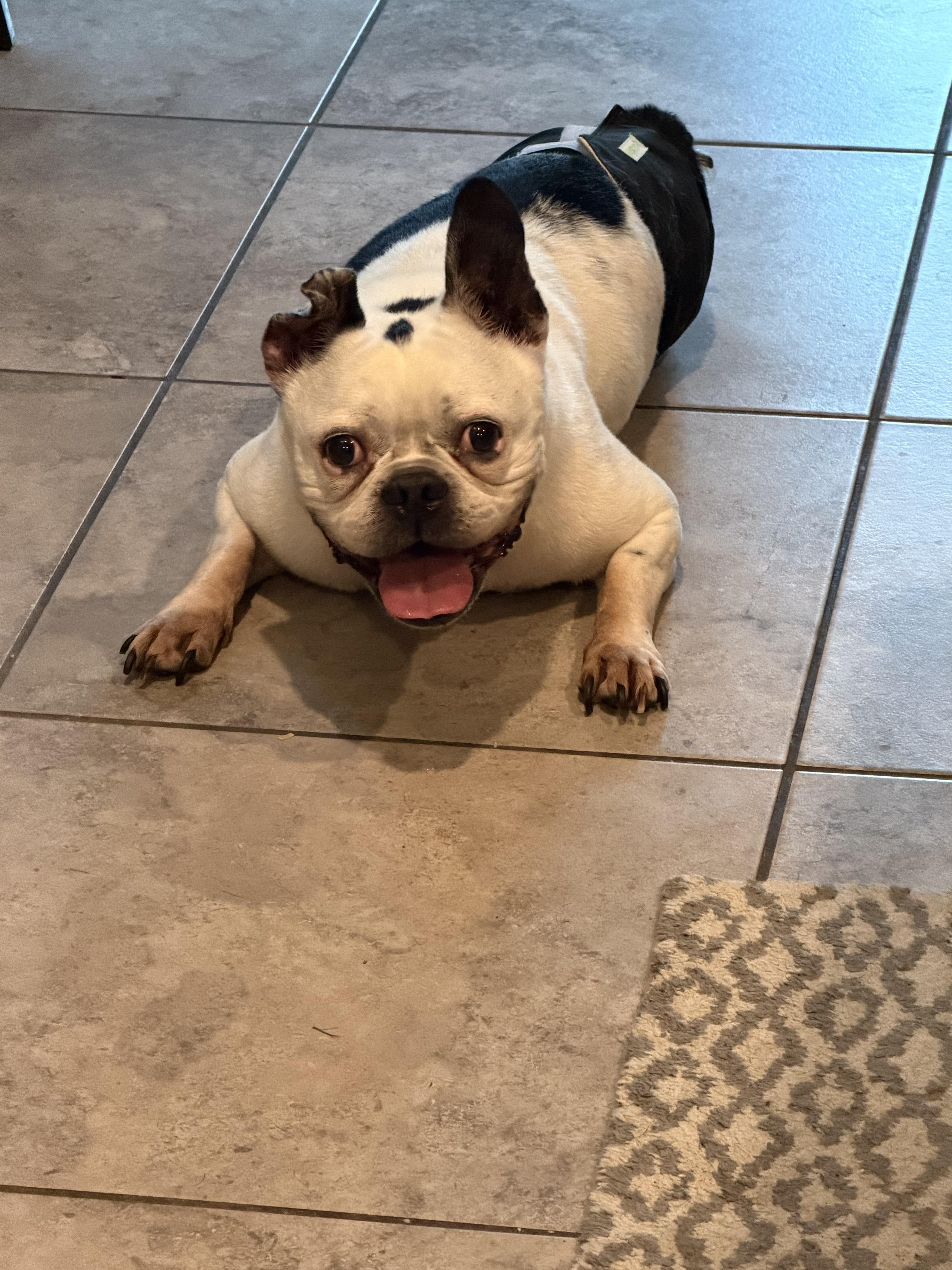 Enlarge Gaston, a Adoptable French Bulldog in Mesa, AZ image 2/3