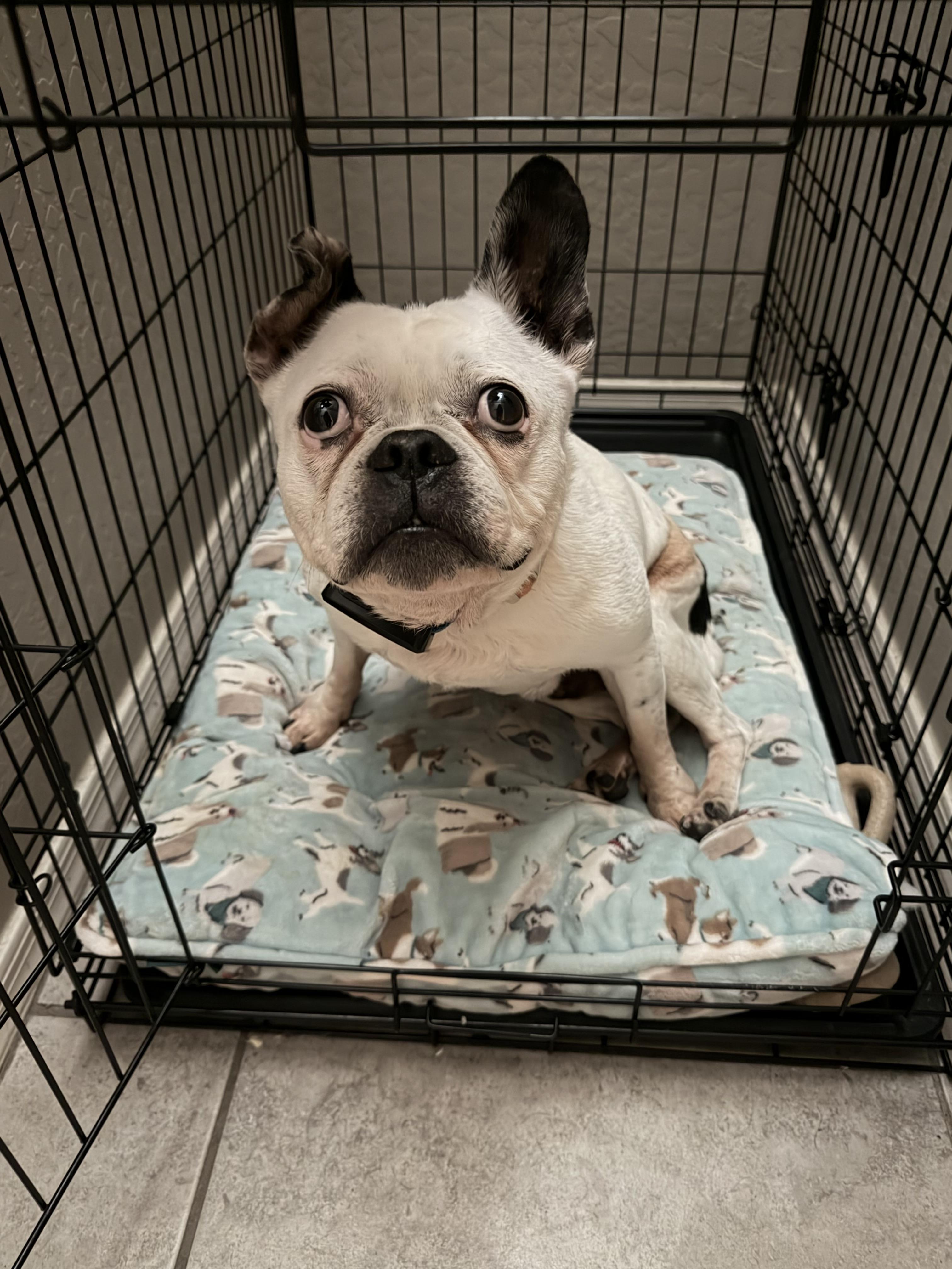 Enlarge Gaston, a Adoptable French Bulldog in Mesa, AZ image 3/3