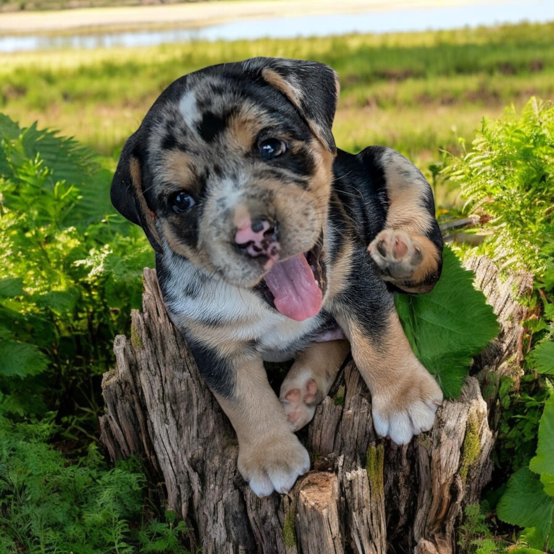 Mulligan