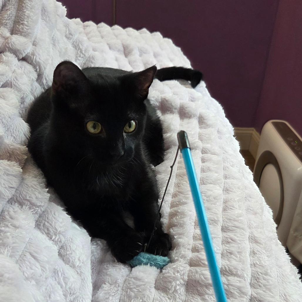 Enlarge Egg, a Adoptable Domestic Short Hair in Middleton, WI image 1/5