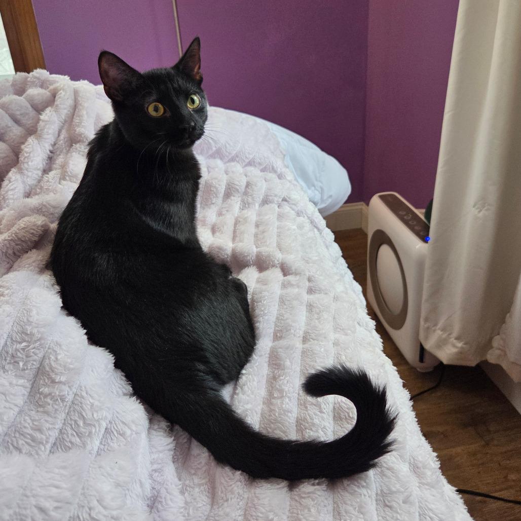 Enlarge Egg, a Adoptable Domestic Short Hair in Middleton, WI image 2/5