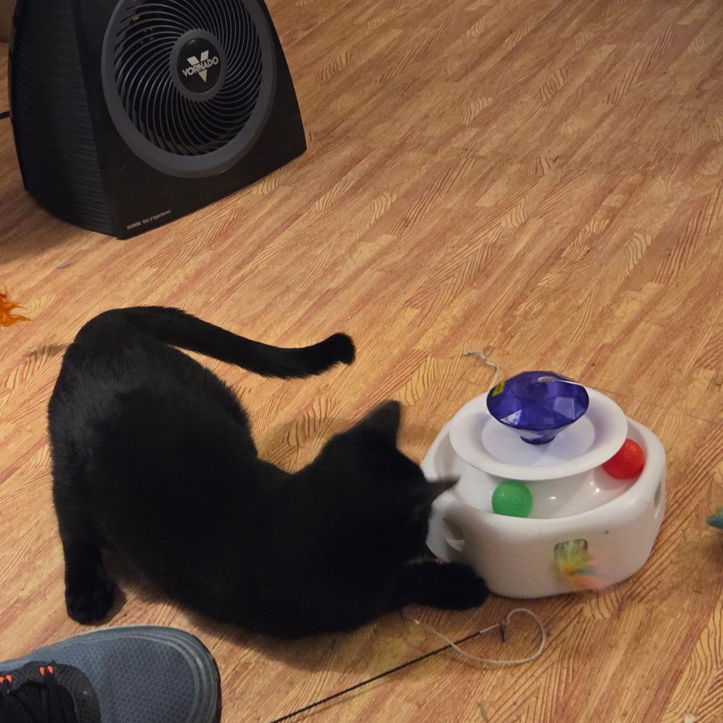 Enlarge Egg, a Adoptable Domestic Short Hair in Middleton, WI image 3/5