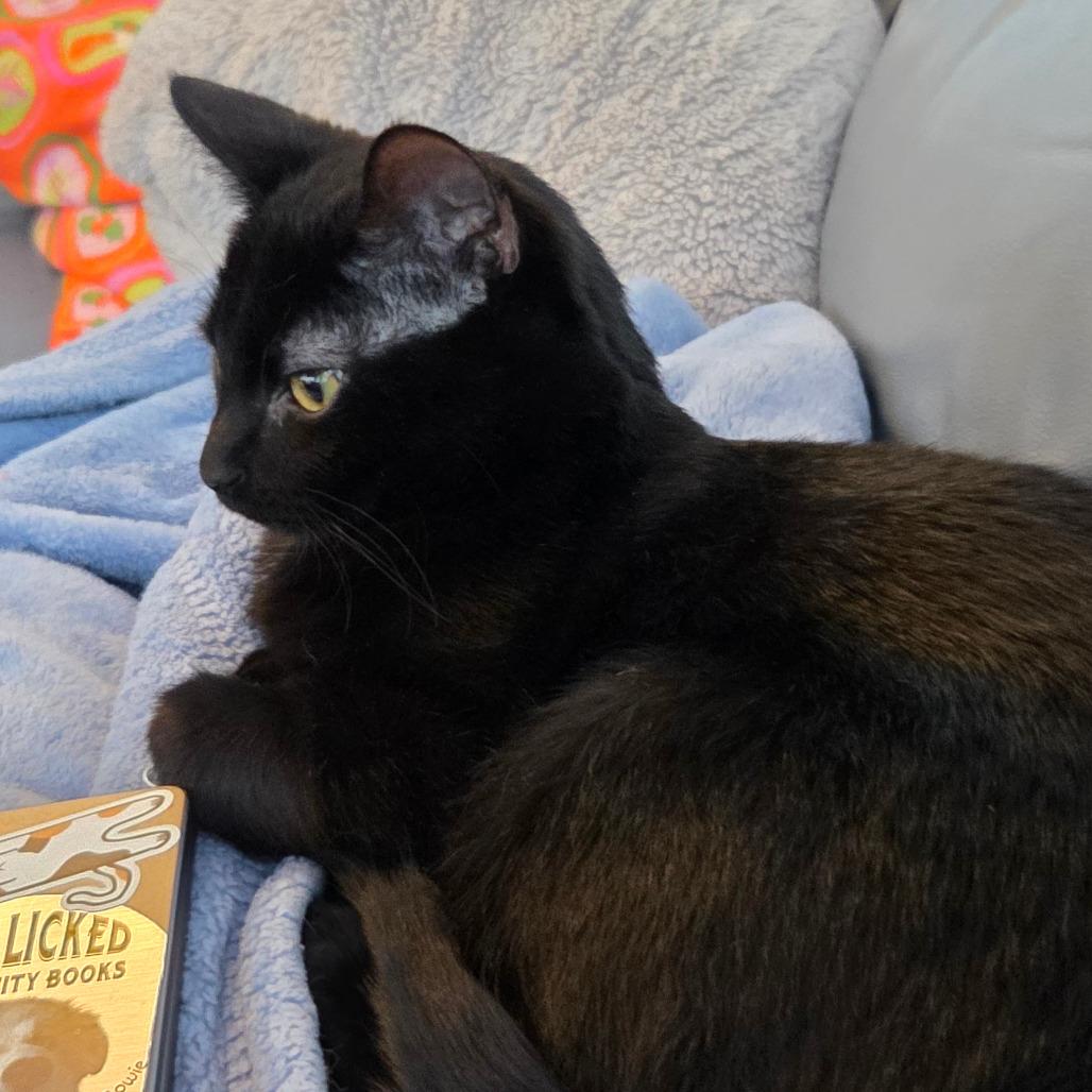 Enlarge Egg, a Adoptable Domestic Short Hair in Middleton, WI image 4/5