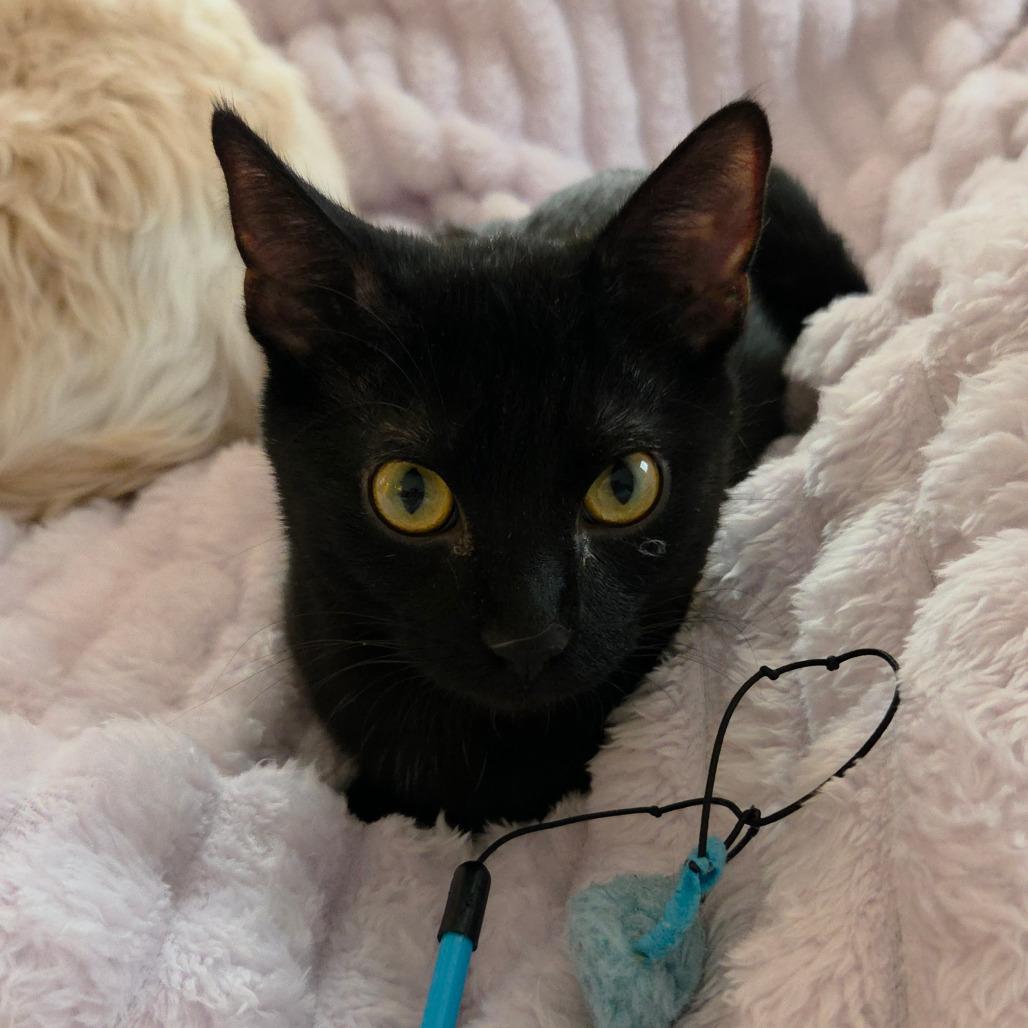 Enlarge Egg, a Adoptable Domestic Short Hair in Middleton, WI image 5/5