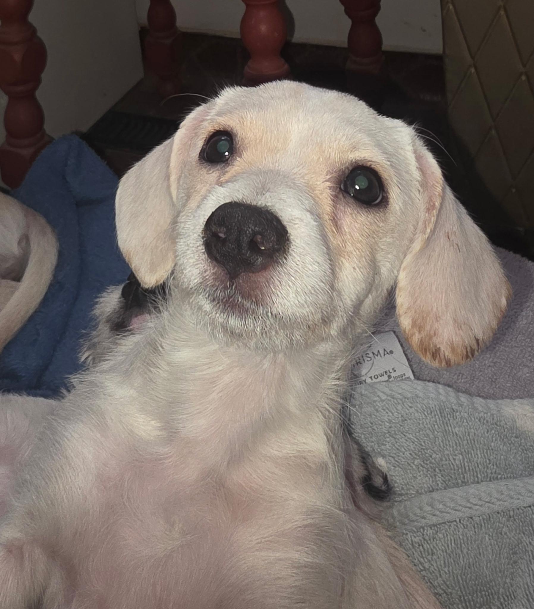 Charlotte, an adopted mixed breed in Lodi, CA image 1/3
