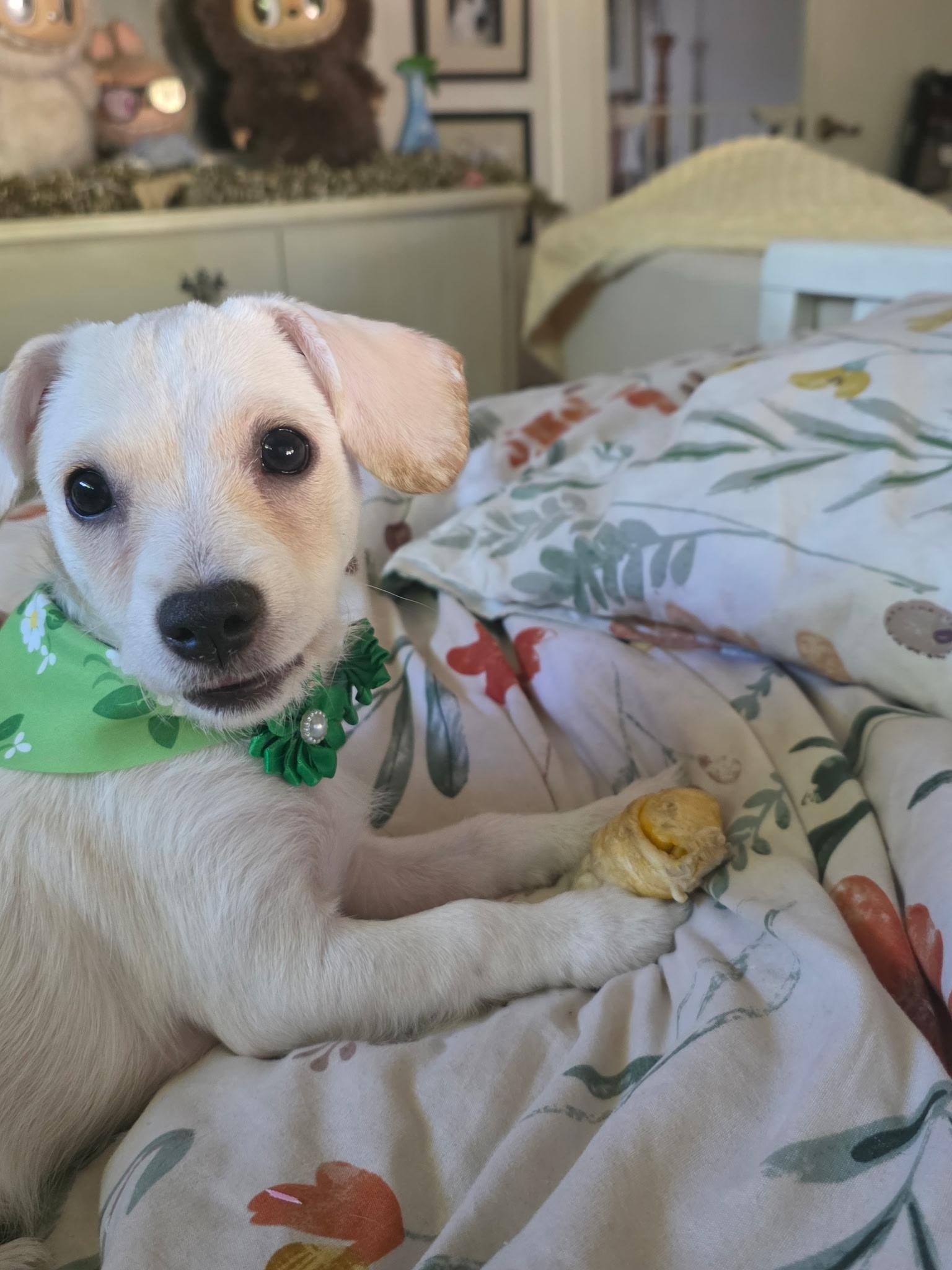 Charlotte, an adopted mixed breed in Lodi, CA image 3/3