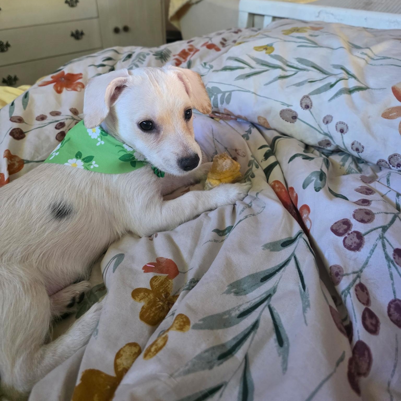 Charlotte, an adopted mixed breed in Lodi, CA image 2/3